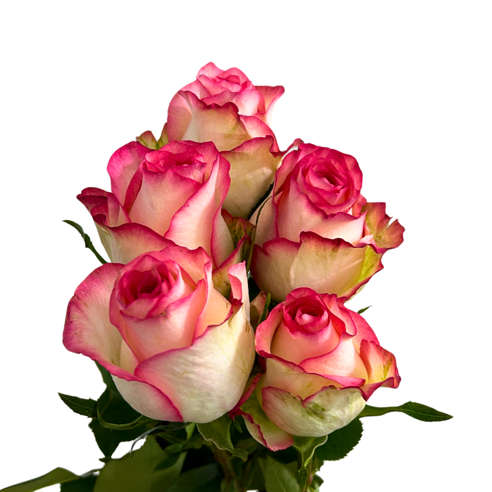 Rose Cappuccino for Florists Malaysia – Wholesale Flower Supply