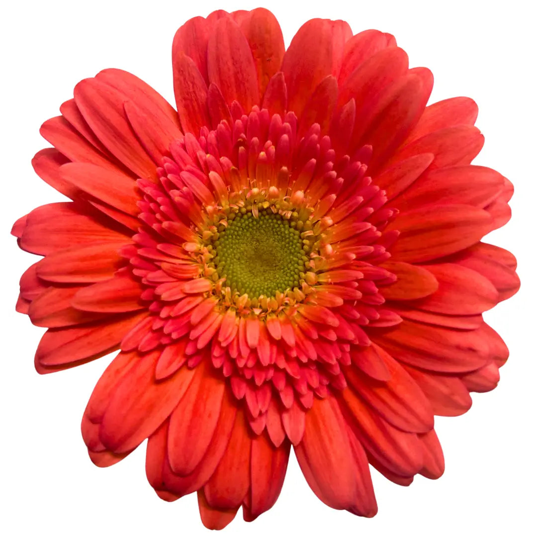 Gerbera Pink Green Heart 10 stems
