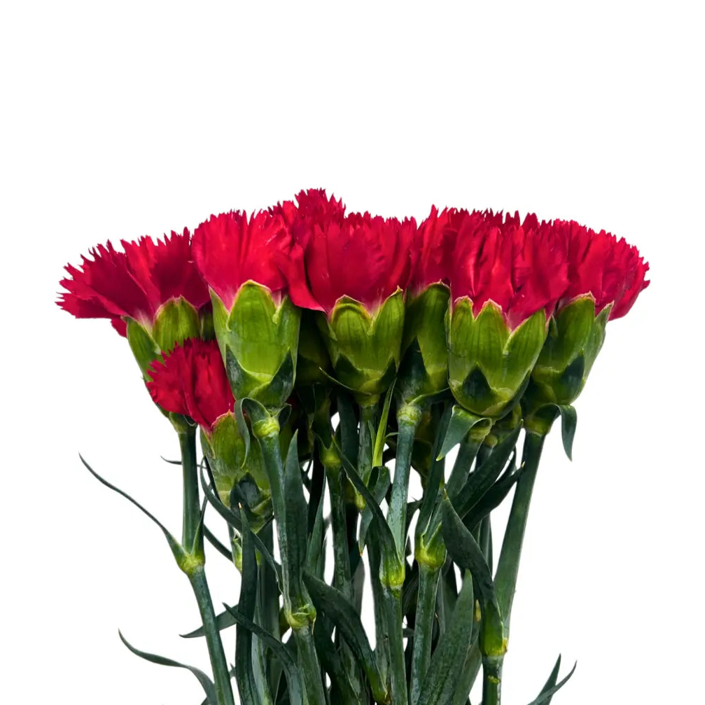 carnation red