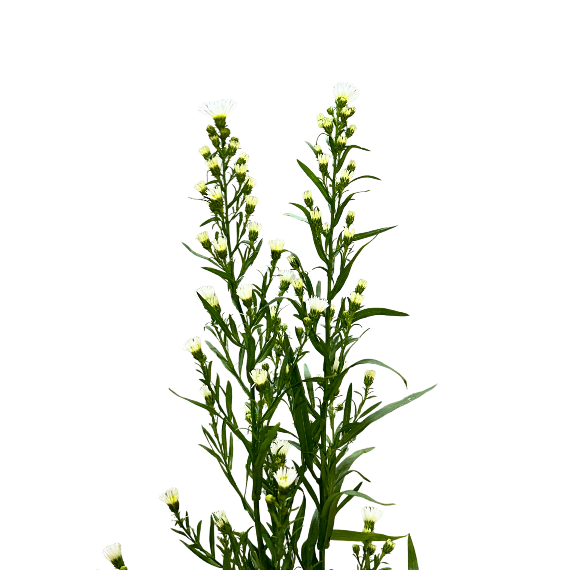 Peacock White for Florists Malaysia – Wholesale Flower Supply