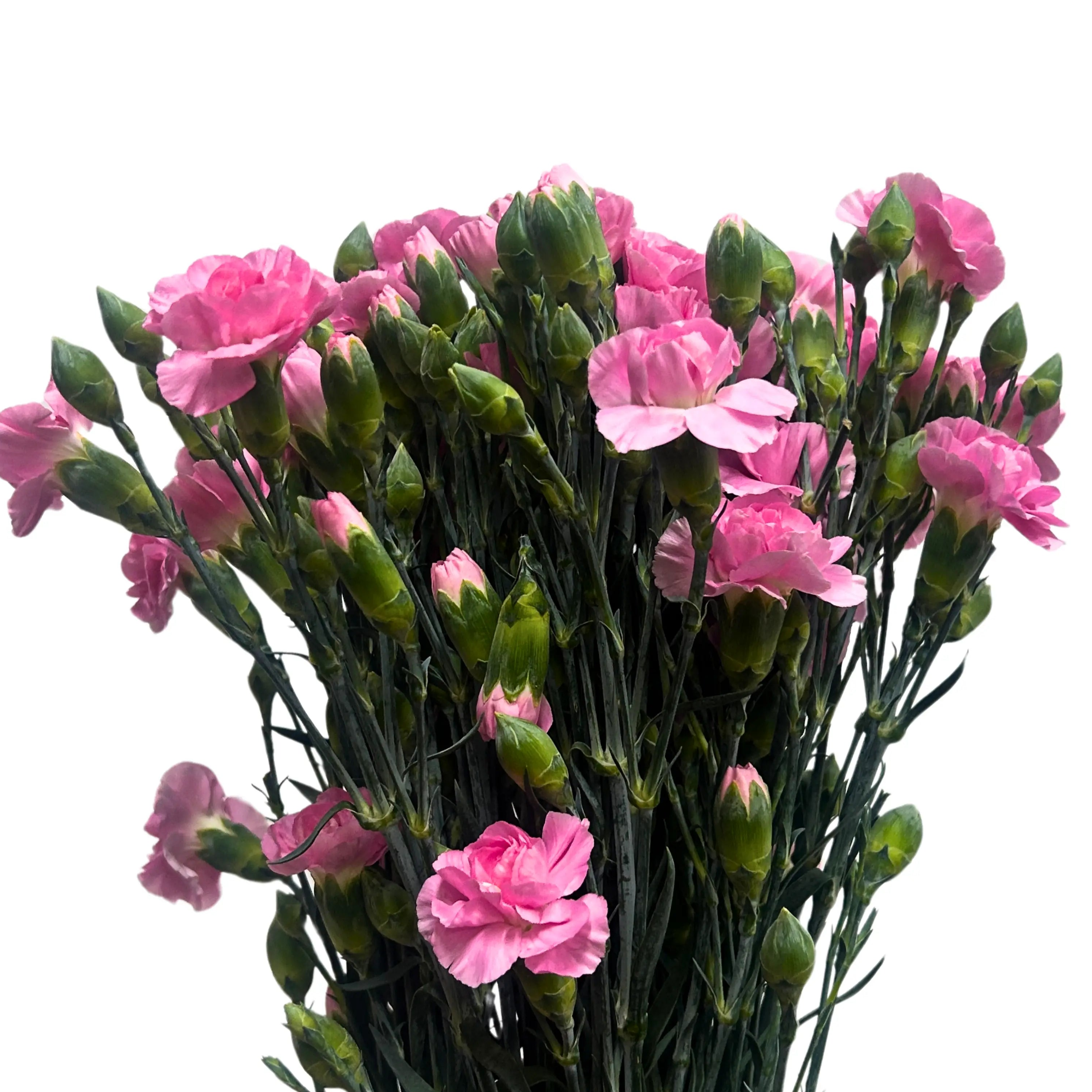 Carnation Spray Shocking Pink 20 Stems