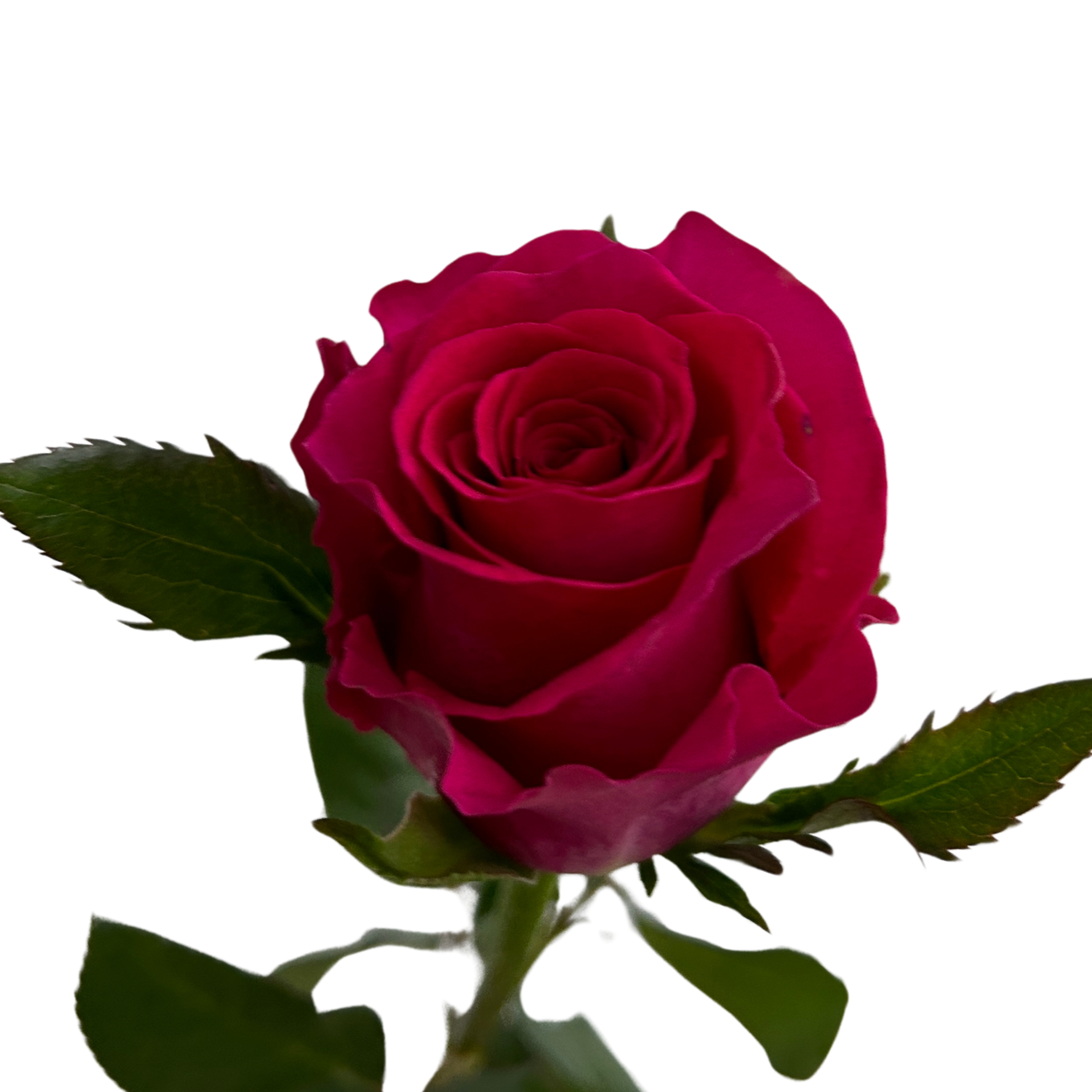 Buy Gerbera White Green Heart Online Malaysia – Fresh Cut Flowers
