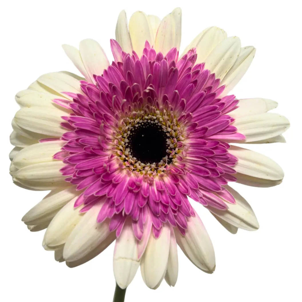 Gerbera Tone Purple 10 stems