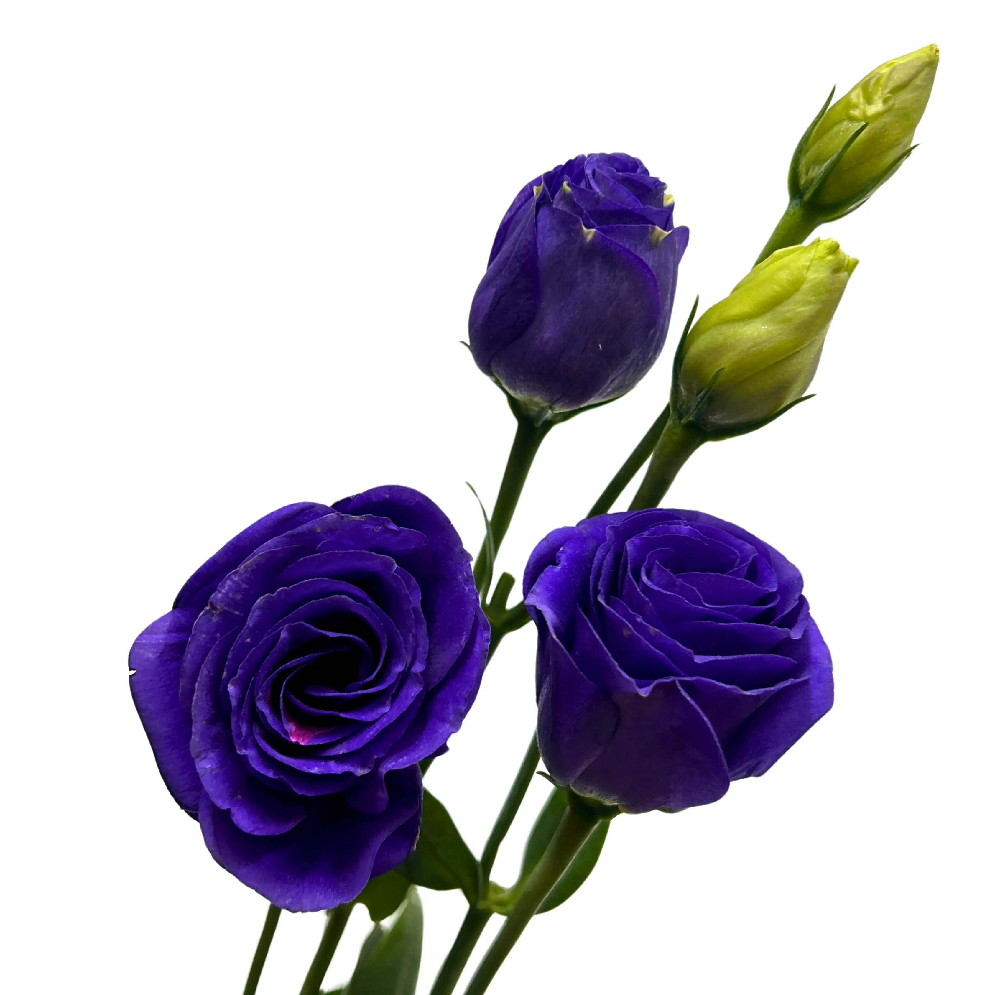 Eustoma Purple Bunch
