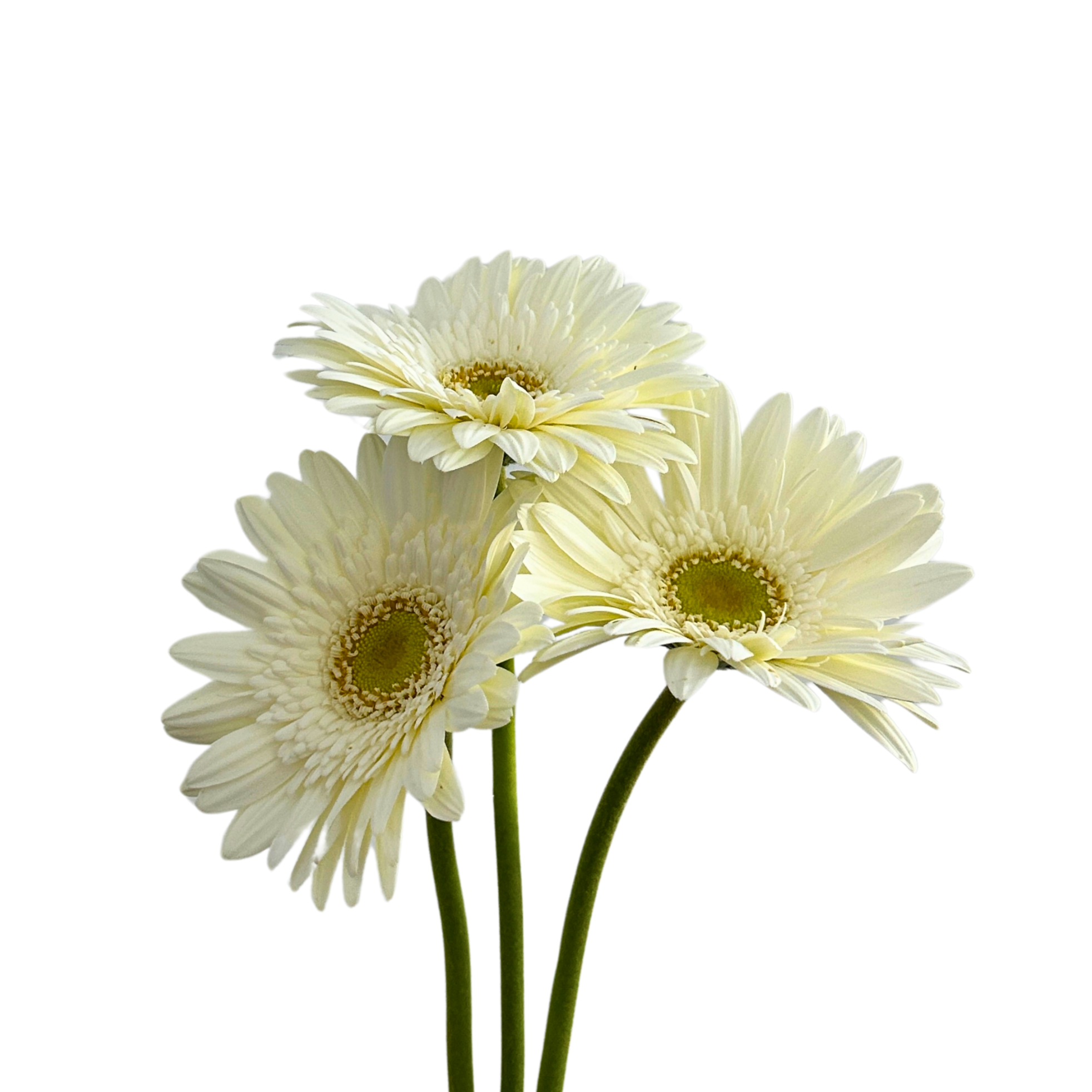 Eucalyptus Cinerea for Florists Malaysia – Wholesale Flower Supply