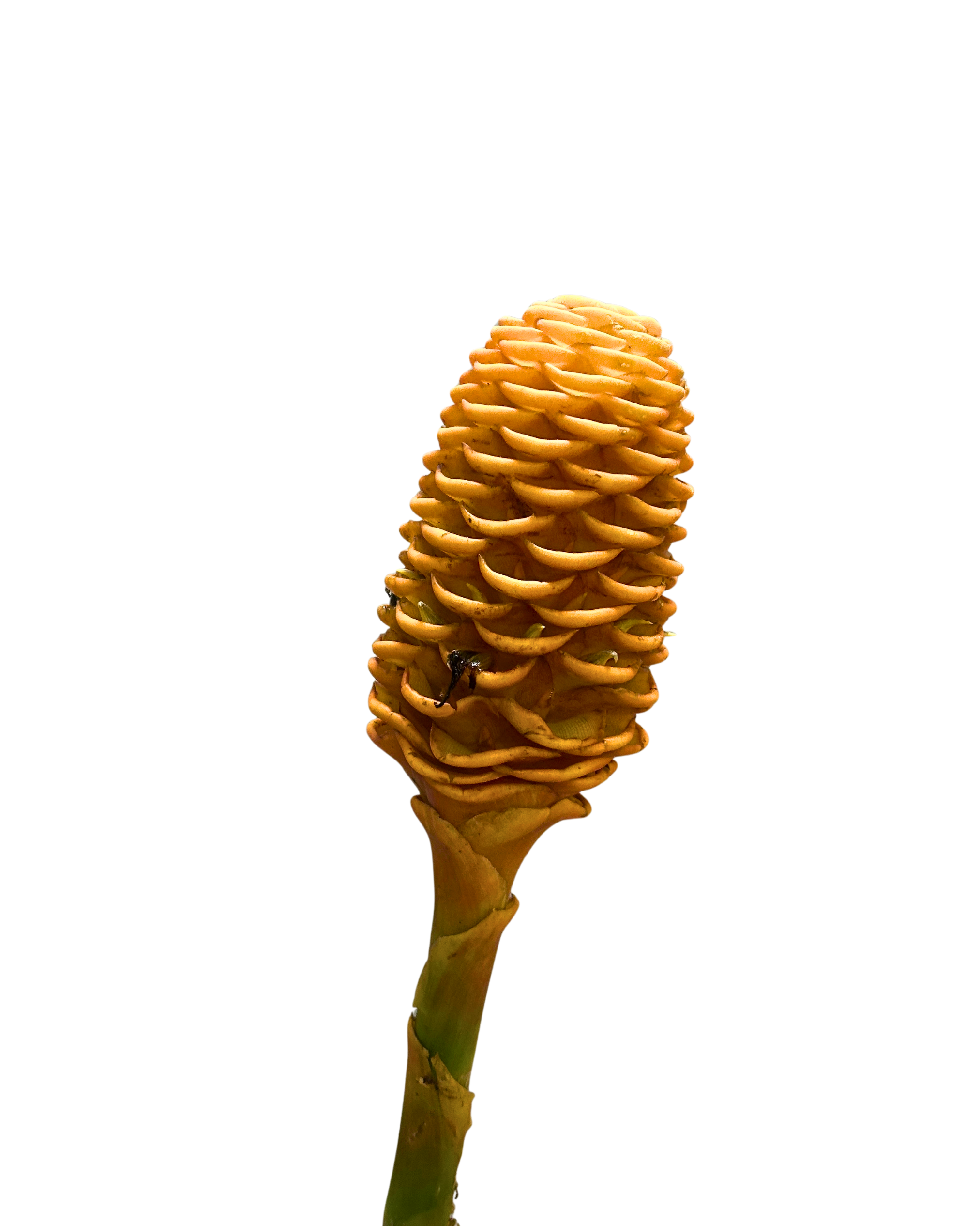 Buy Wild Ginger Brown Online Malaysia – Fresh Cut Flowers