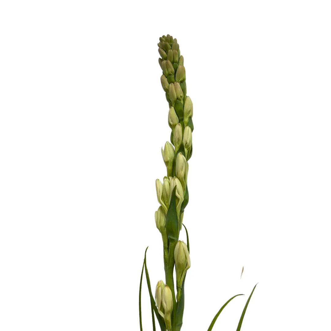 tuberose