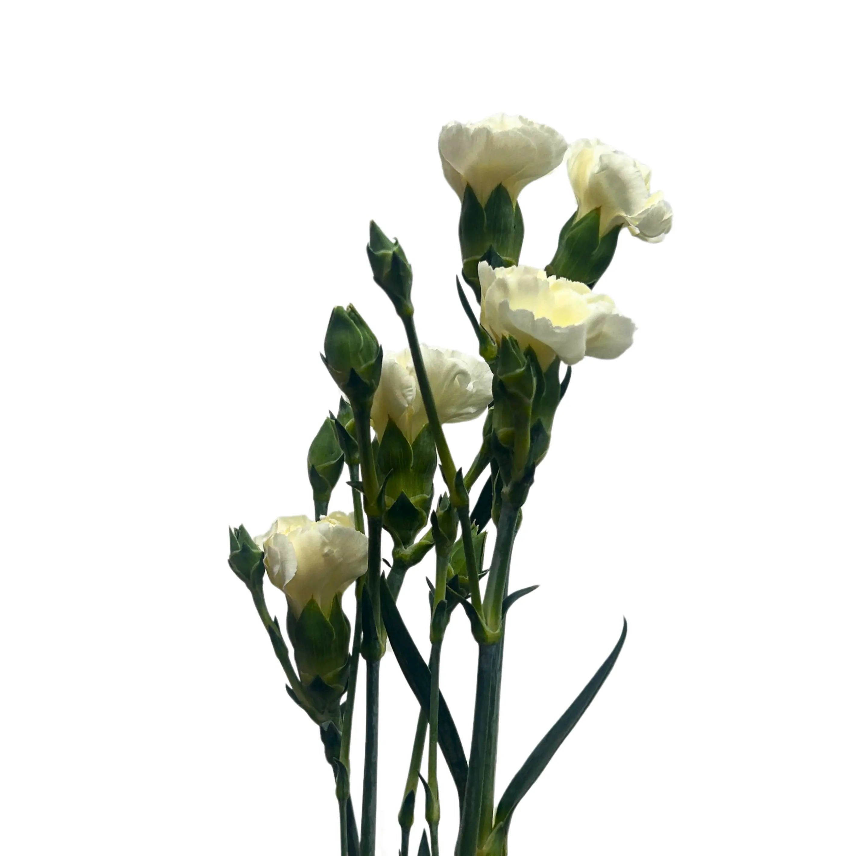 Carnation Spray White 20 Stems