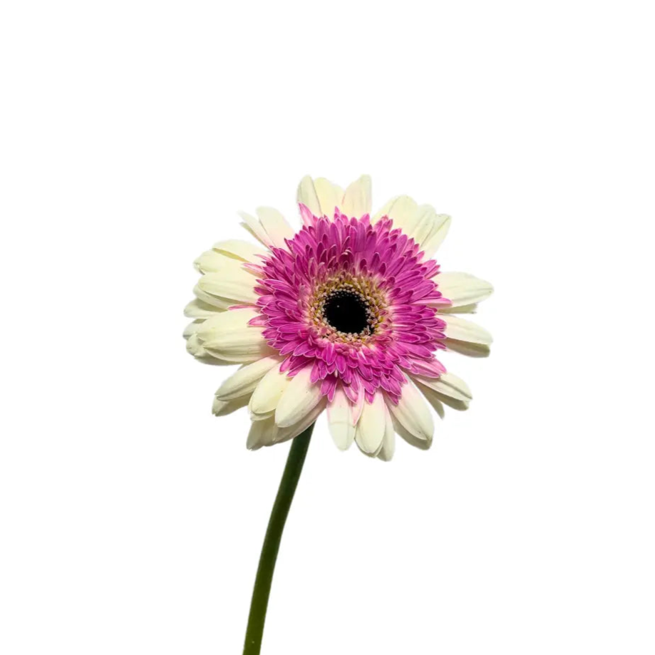 Gerbera Tone Purple 10 stems