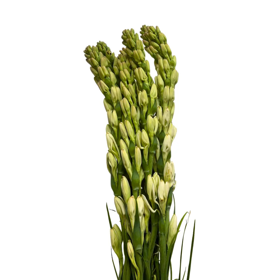 tuberose