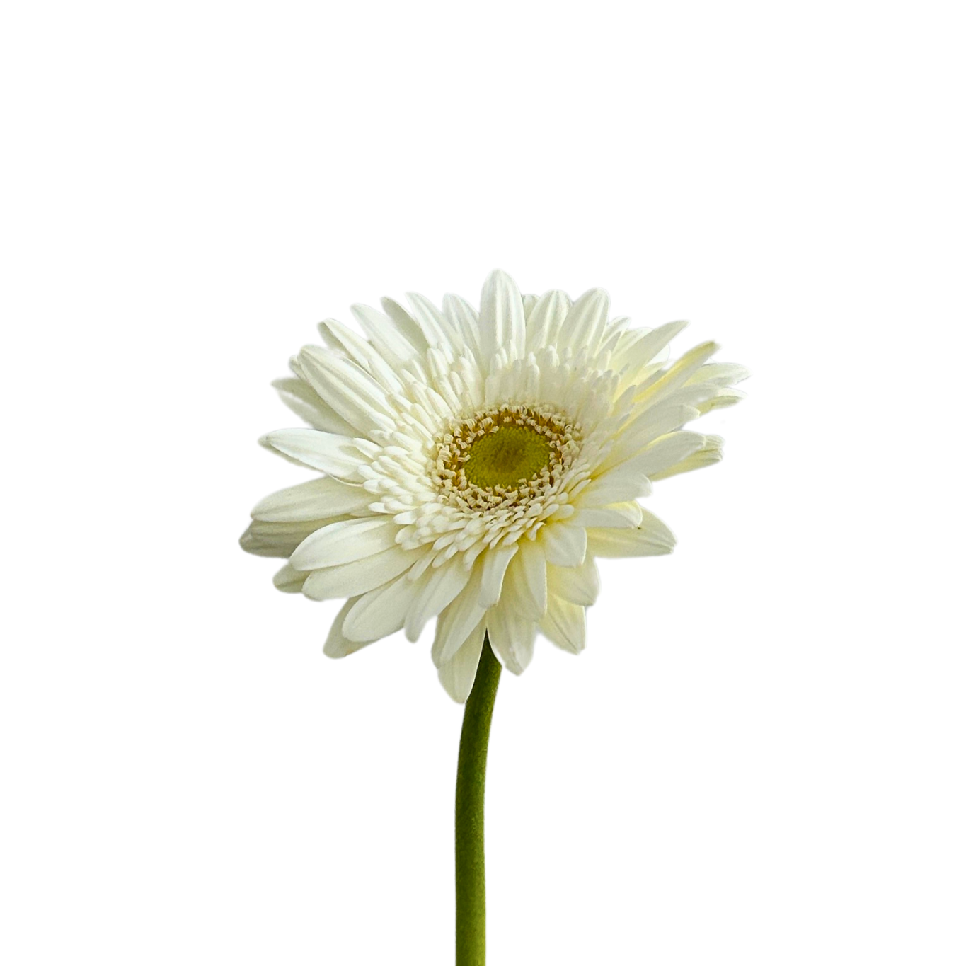 Fresh Gerbera White Green Heart Malaysia – Wholesale & Delivery