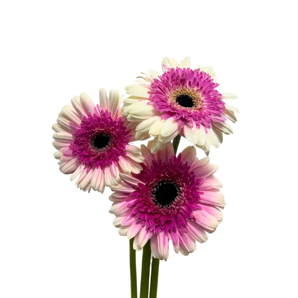 Gerbera Tone Purple 10 stems