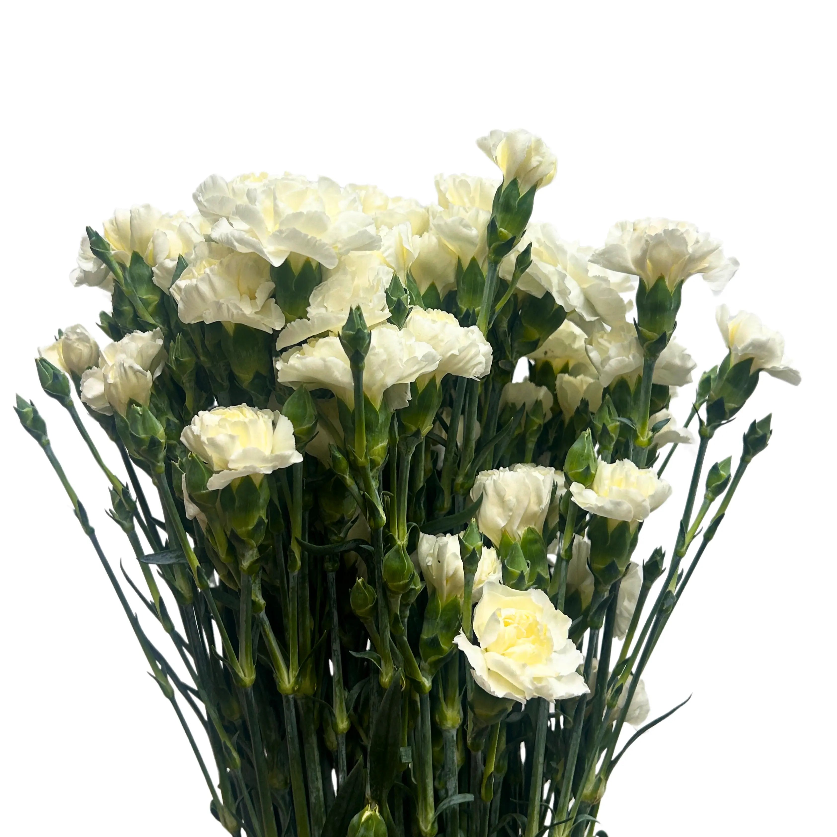 Carnation Spray White 20 Stems