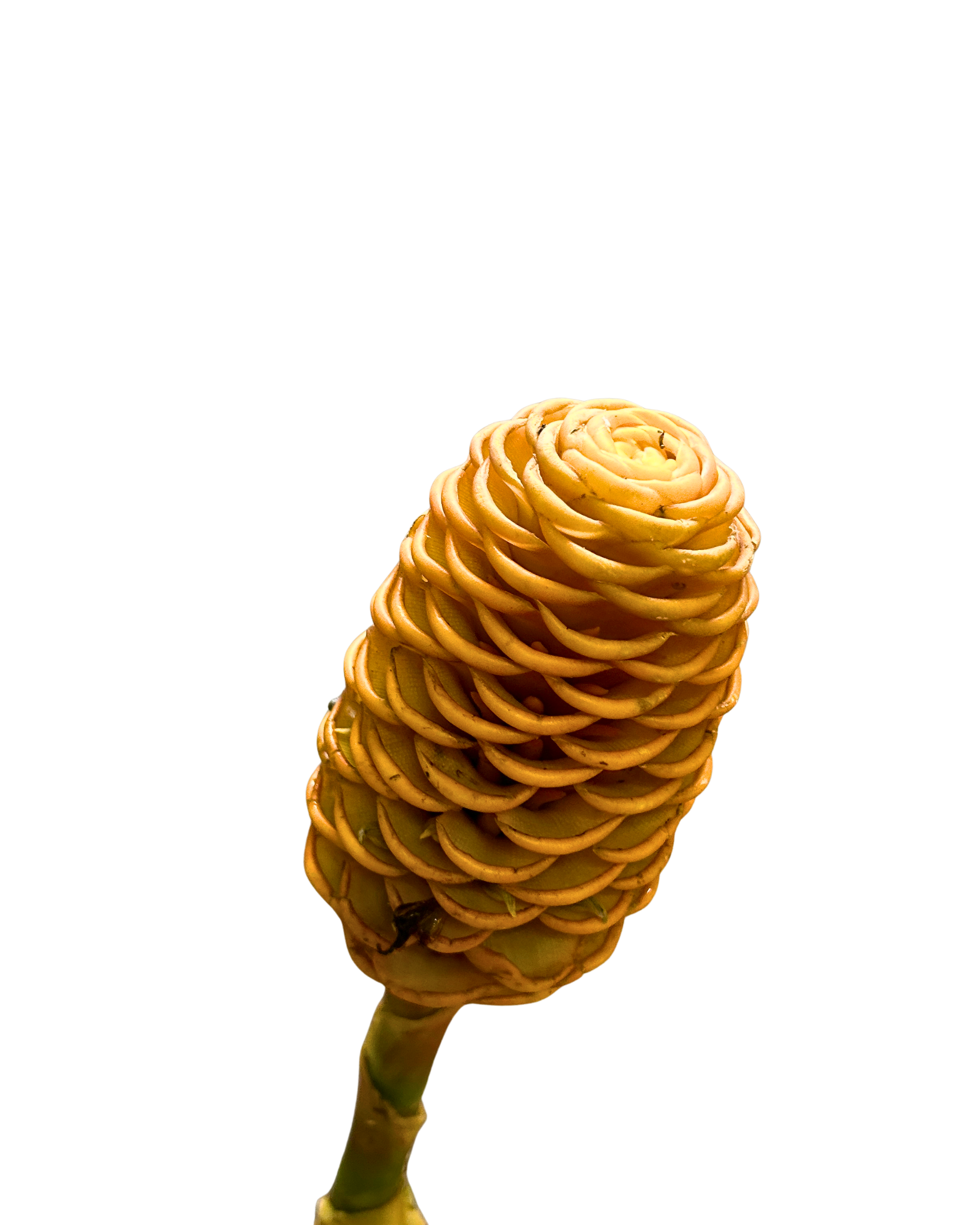 Fresh Wild Ginger Brown Malaysia – Wholesale & Delivery