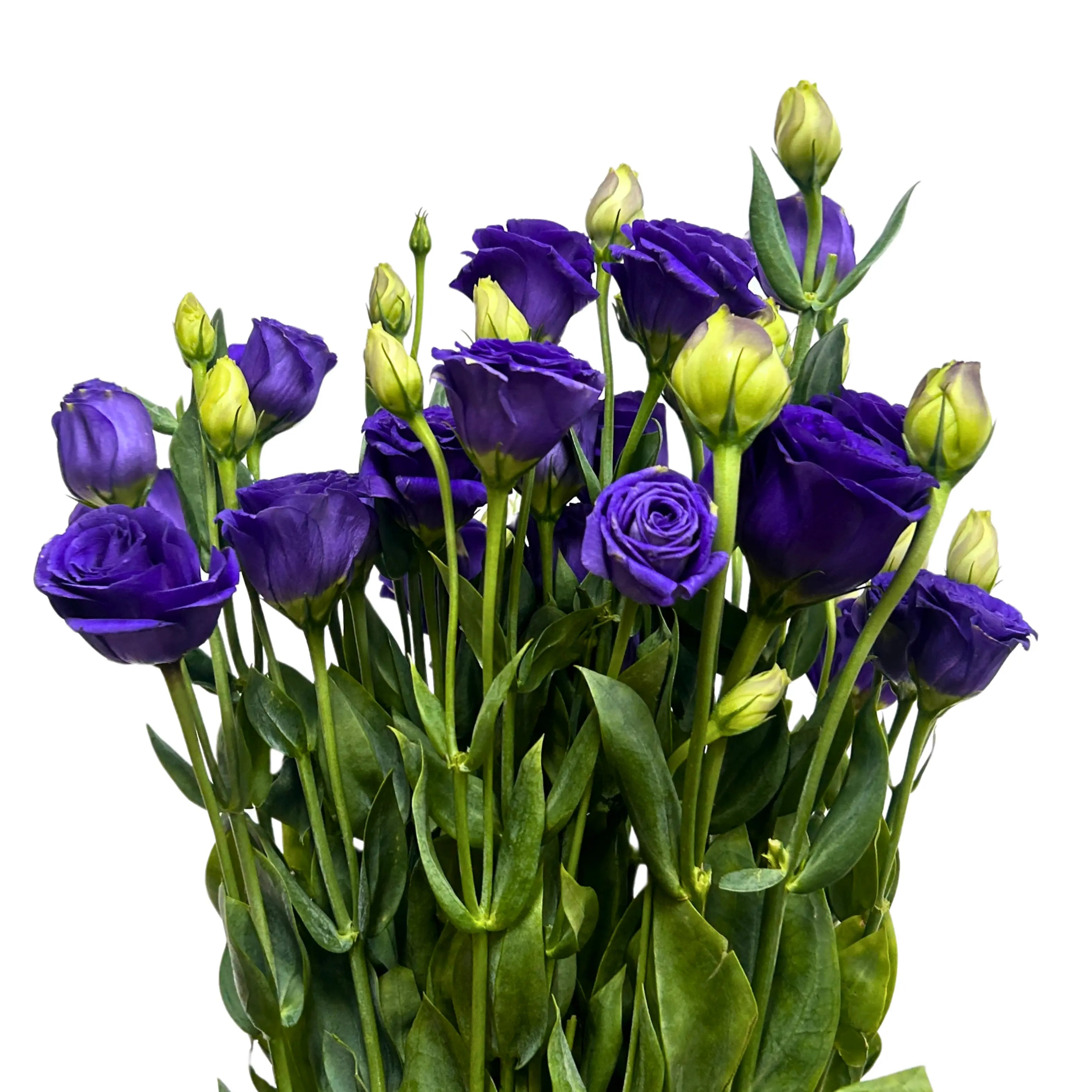 Eustoma Purple Bunch