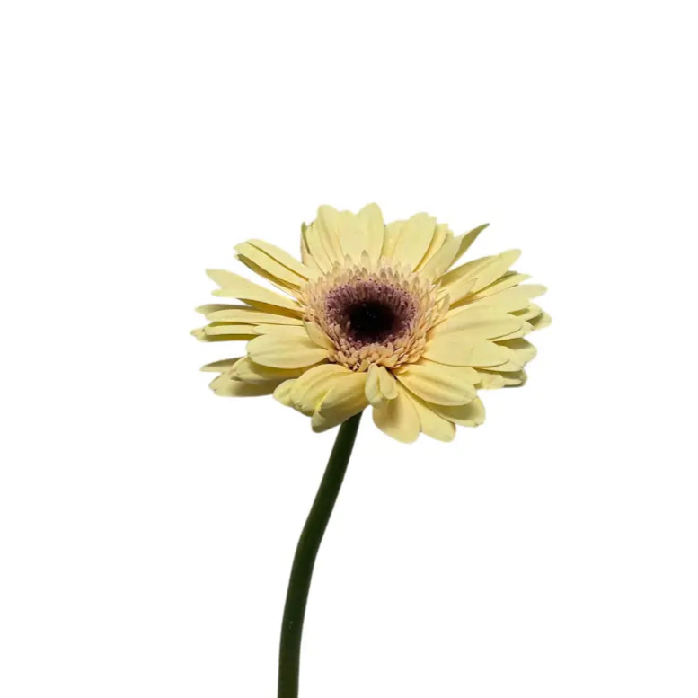 Gerbera Champagne 10 stems