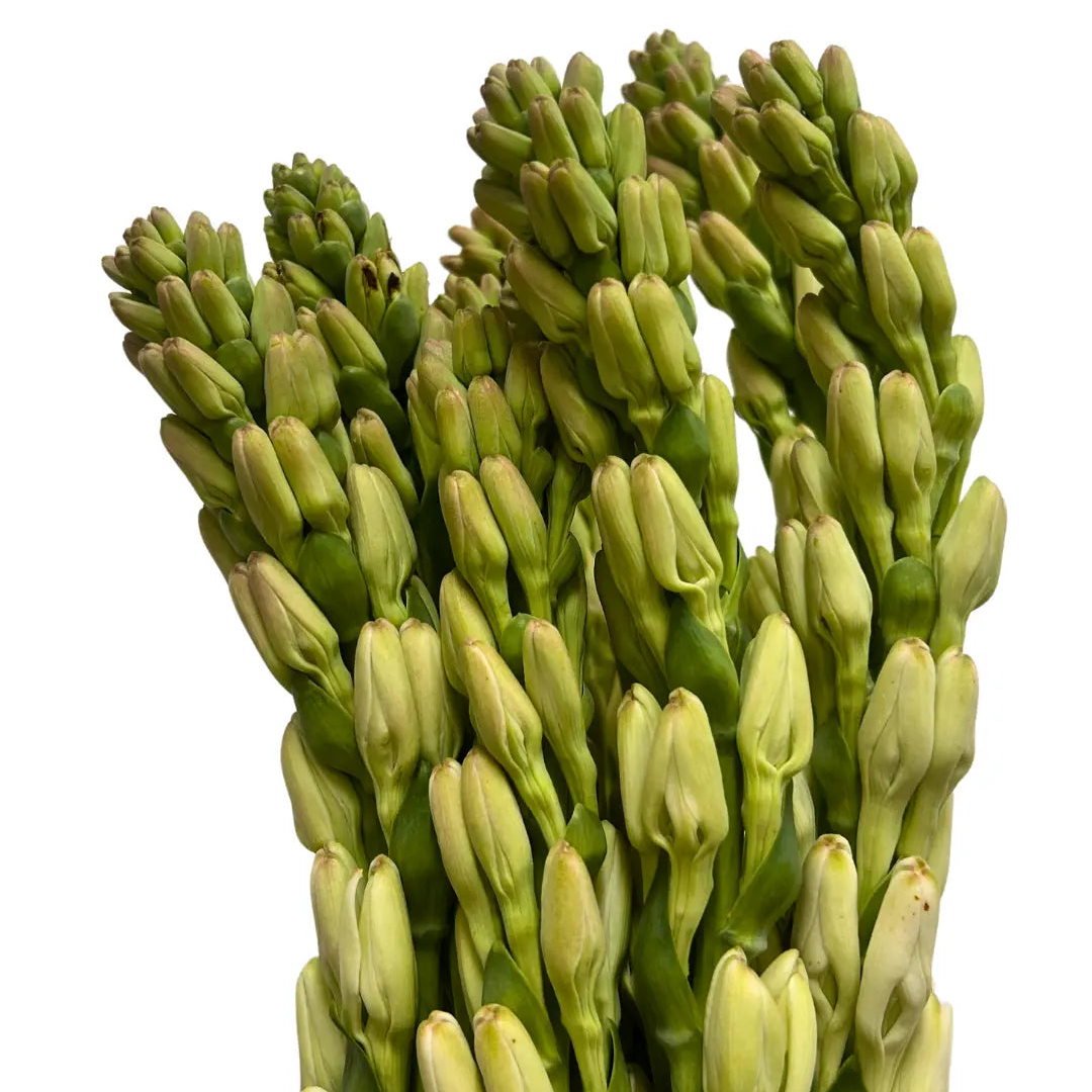 tuberose