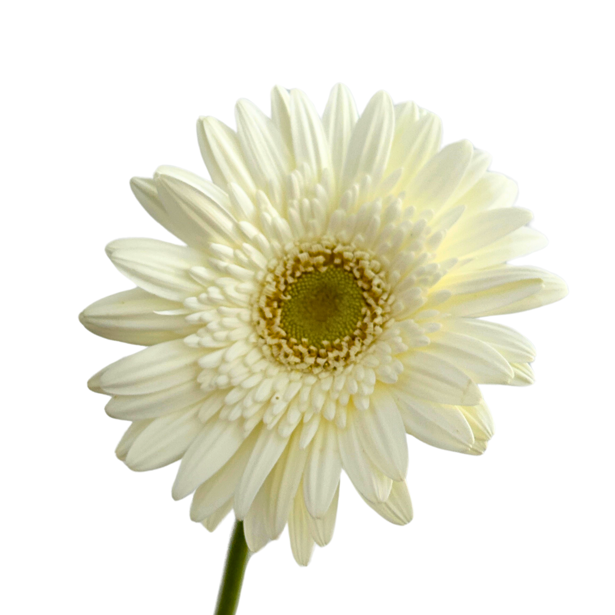 Buy Eucalyptus Cinerea Online Malaysia – Fresh Cut Flowers