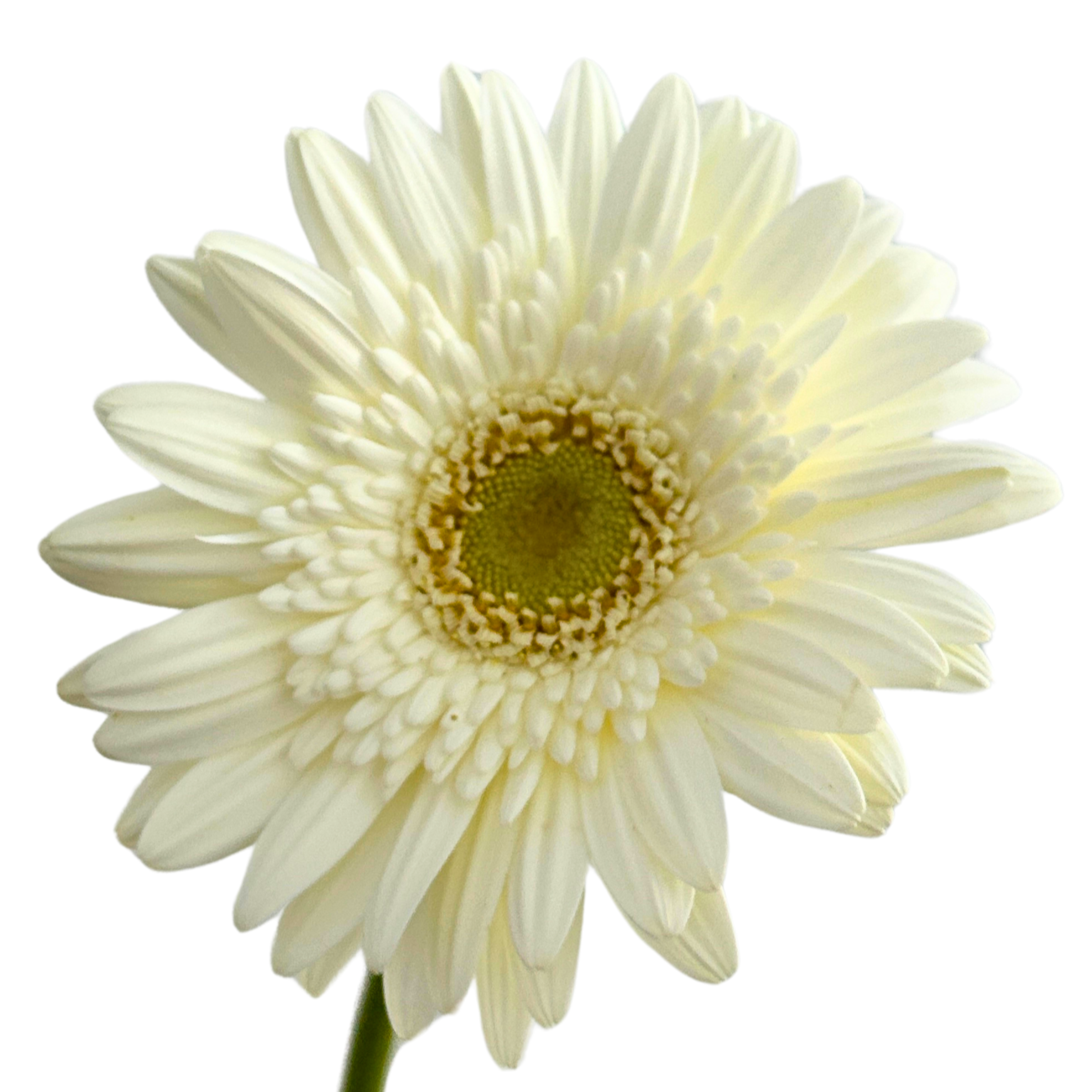 Buy Eucalyptus Cinerea Online Malaysia – Fresh Cut Flowers