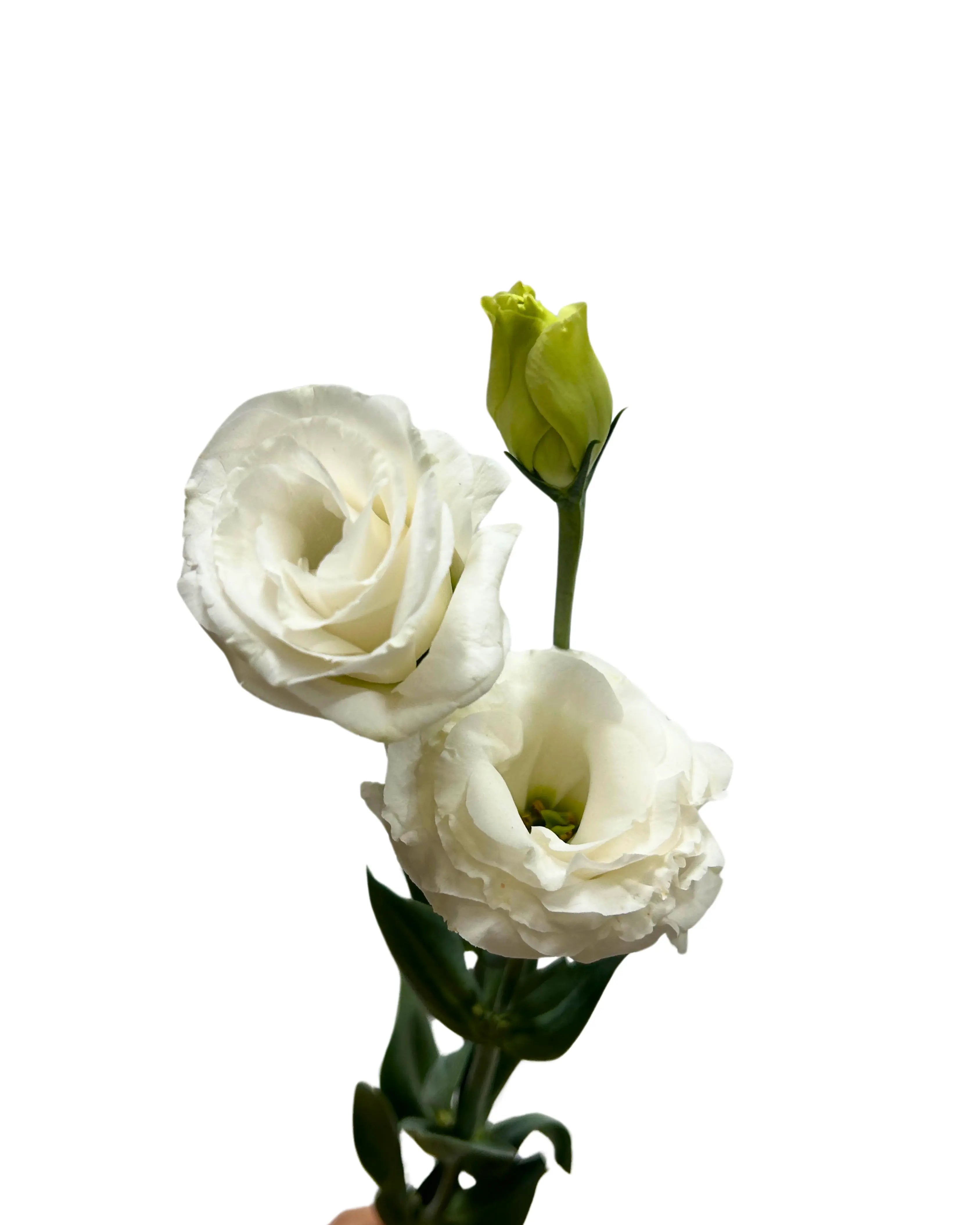 Eustoma White Bunch