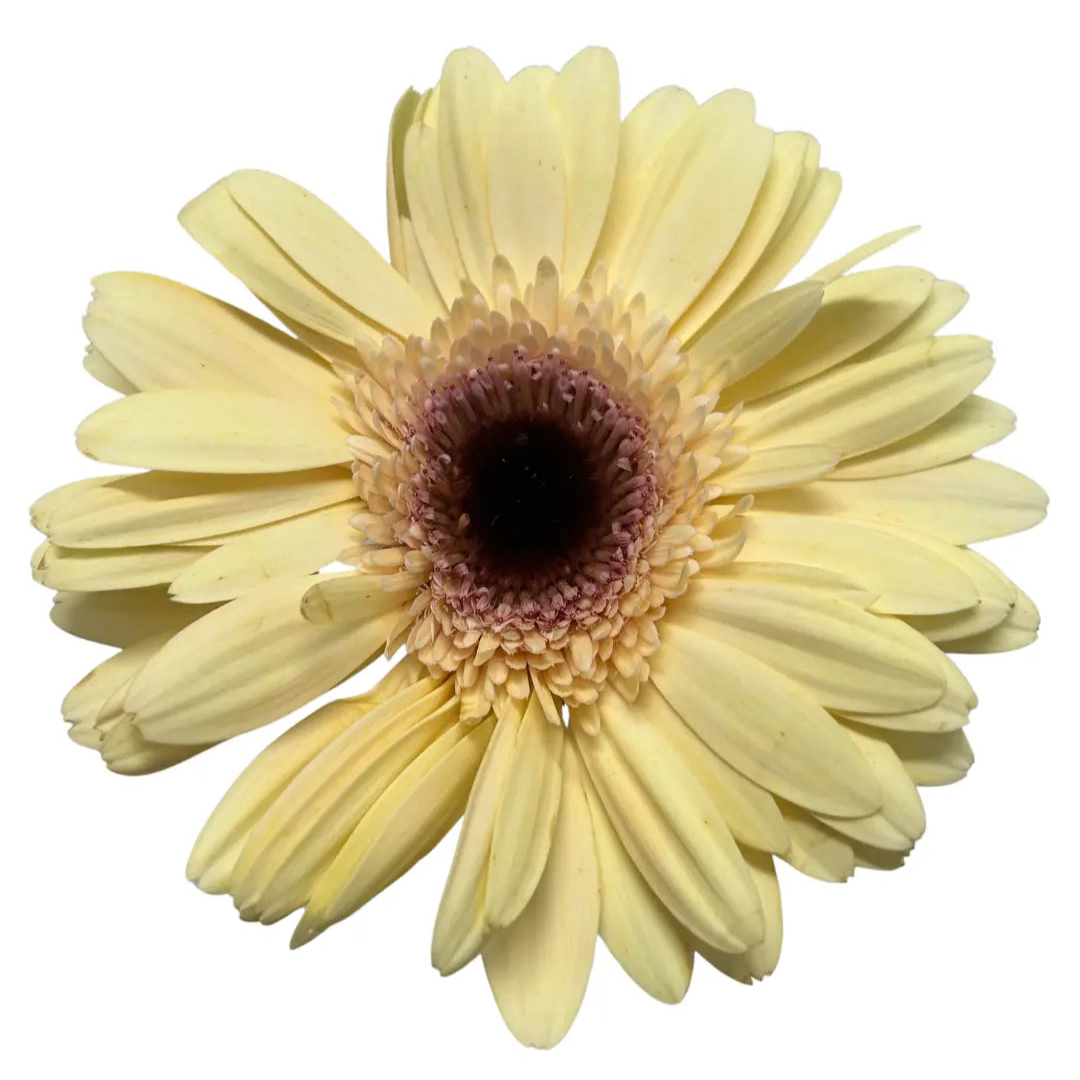 Gerbera Champagne 10 stems
