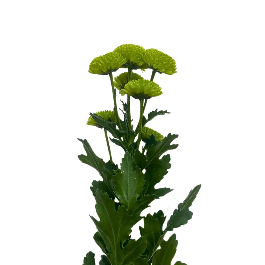 chrysanthemum pom pom