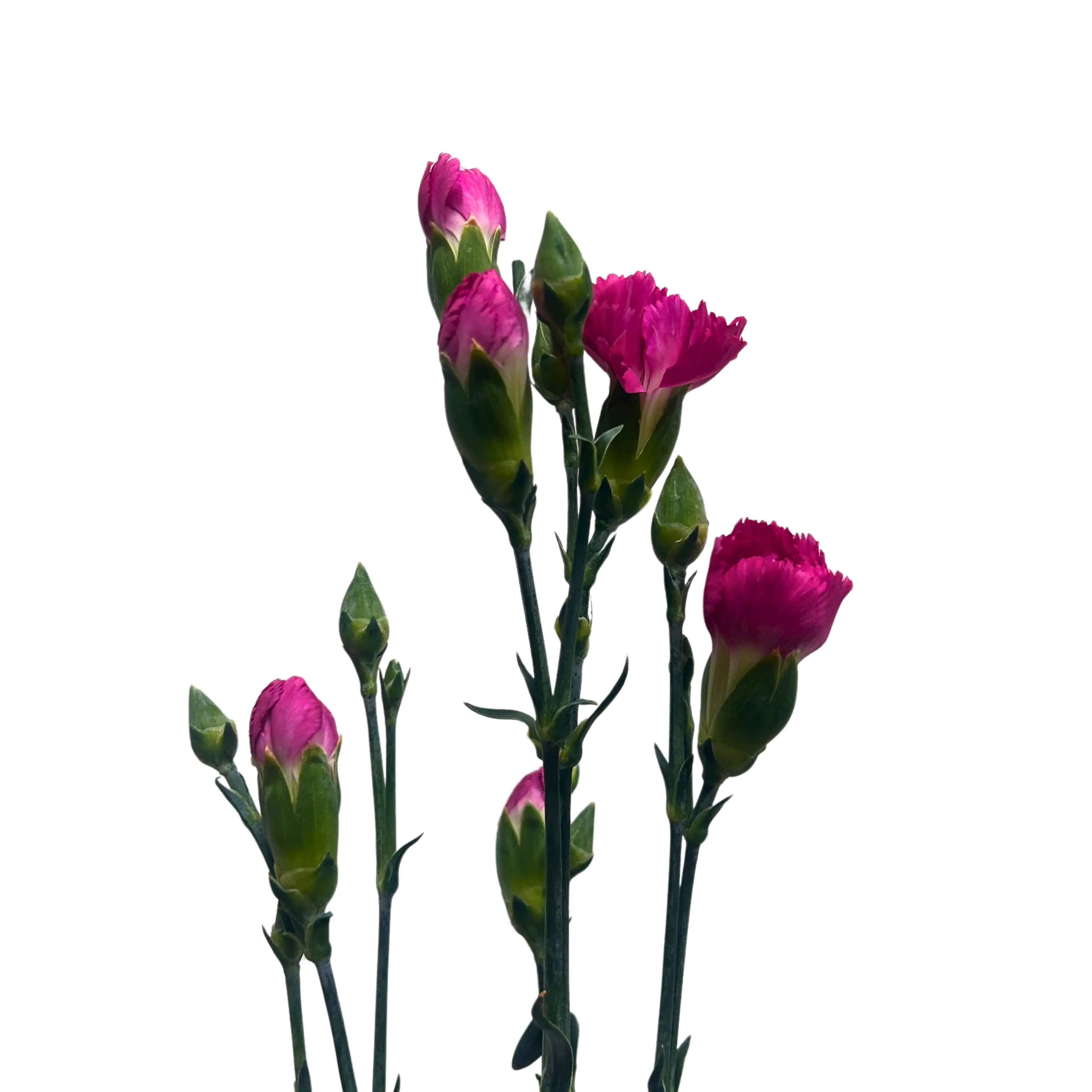 Carnation Spray Hot Cherry 20 Stems