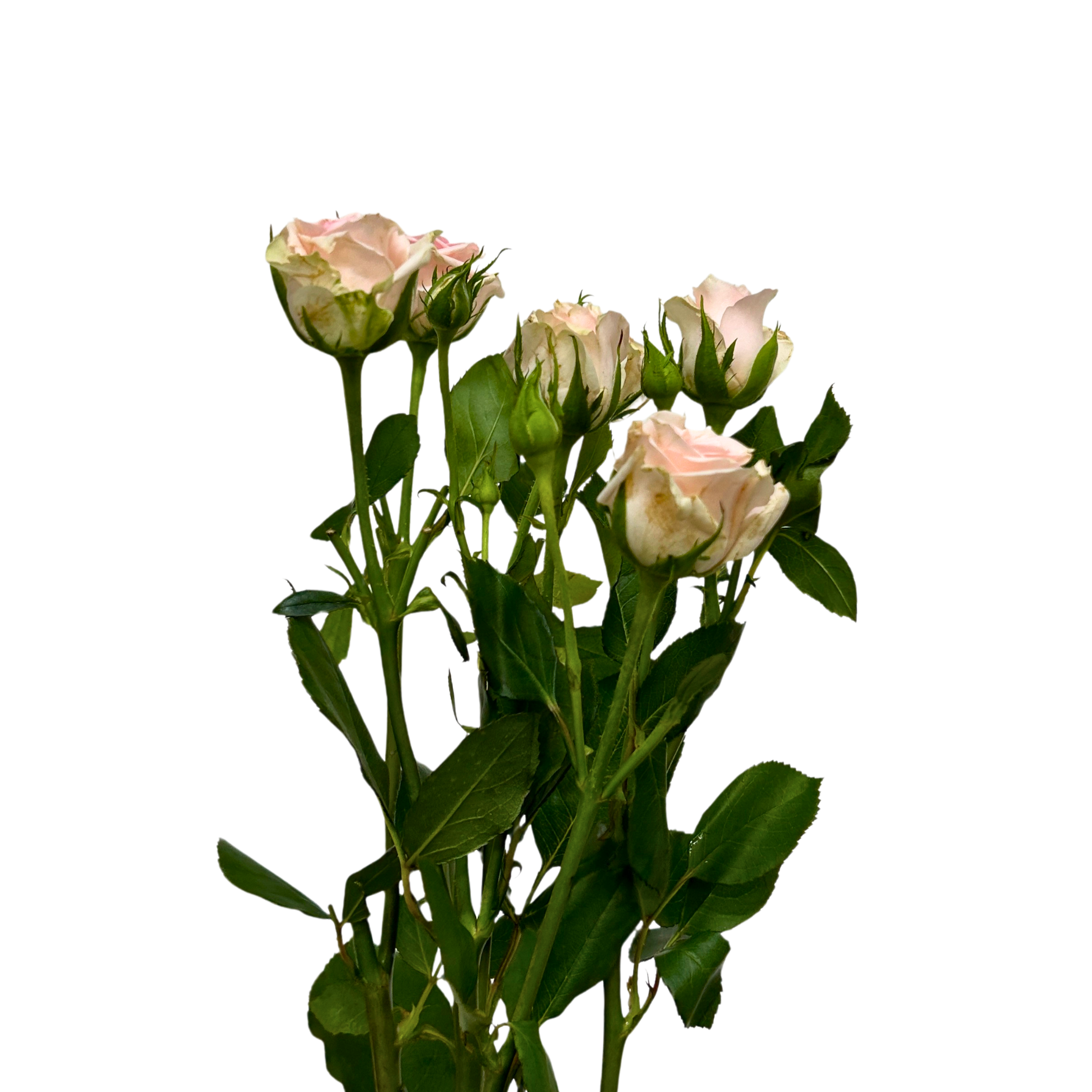 Buy Rose Spray Light Pink Baby Online Malaysia – Fresh Cut Flowers