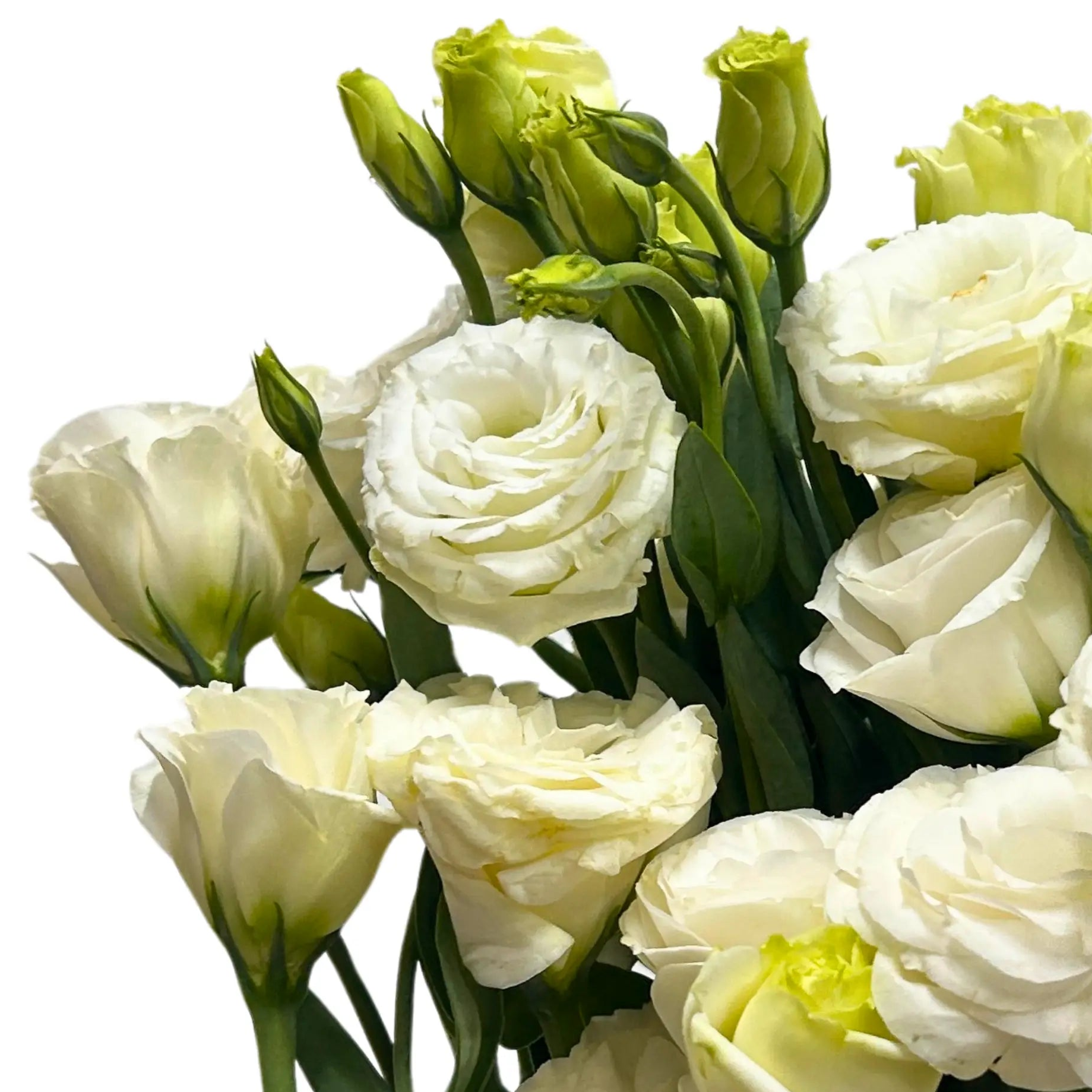 Eustoma White Bunch