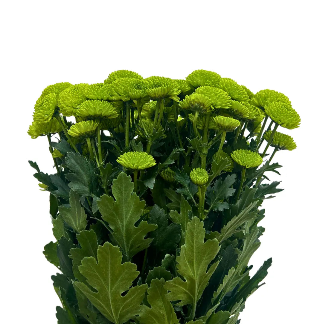 chrysanthemum pom pom