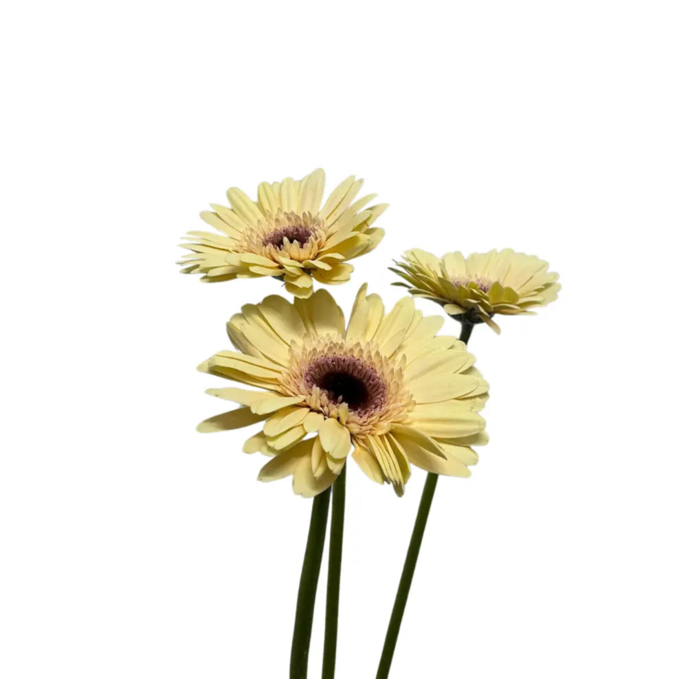 Gerbera Champagne 10 stems