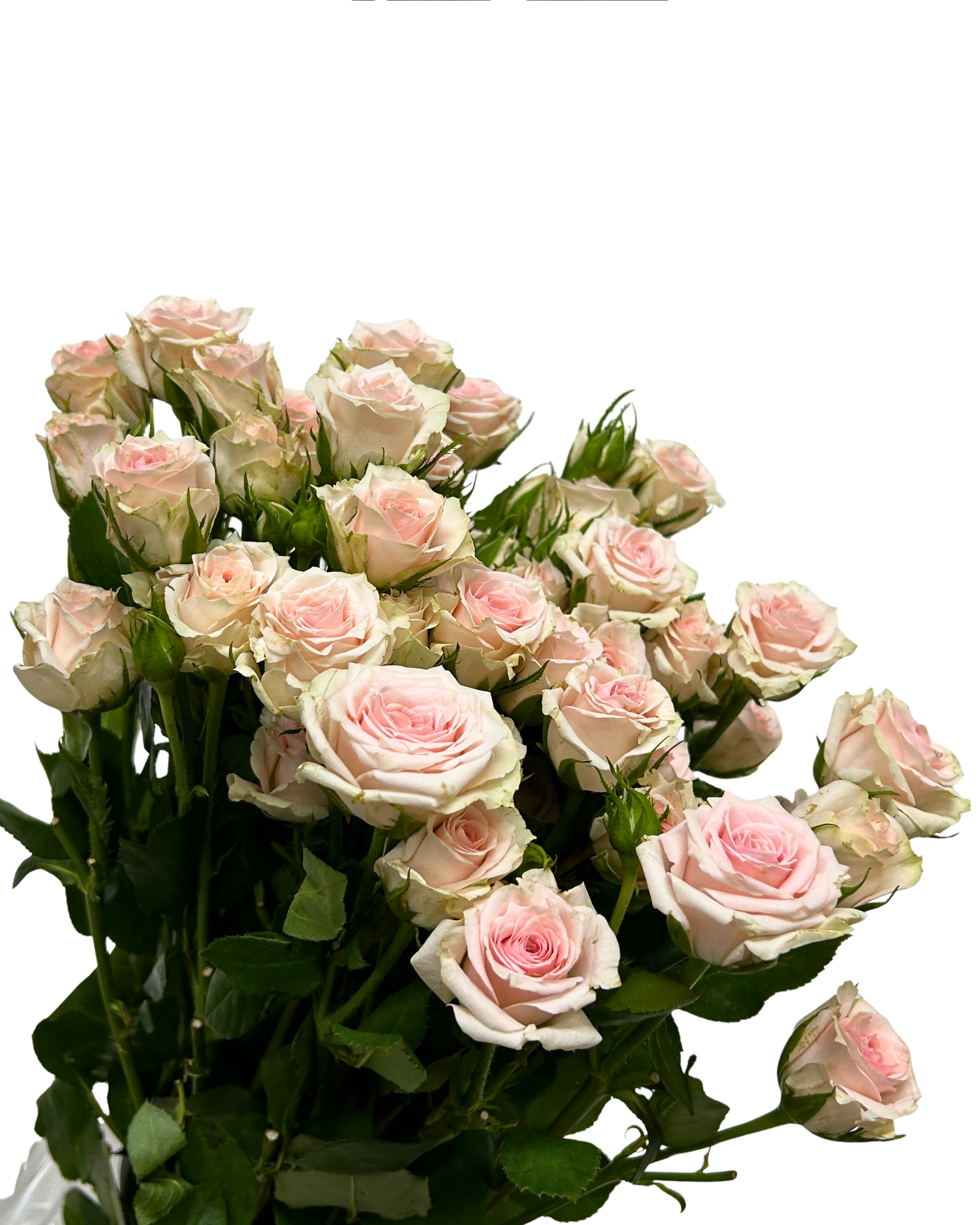 Fresh Rose Spray Light Pink Baby Malaysia – Wholesale & Delivery