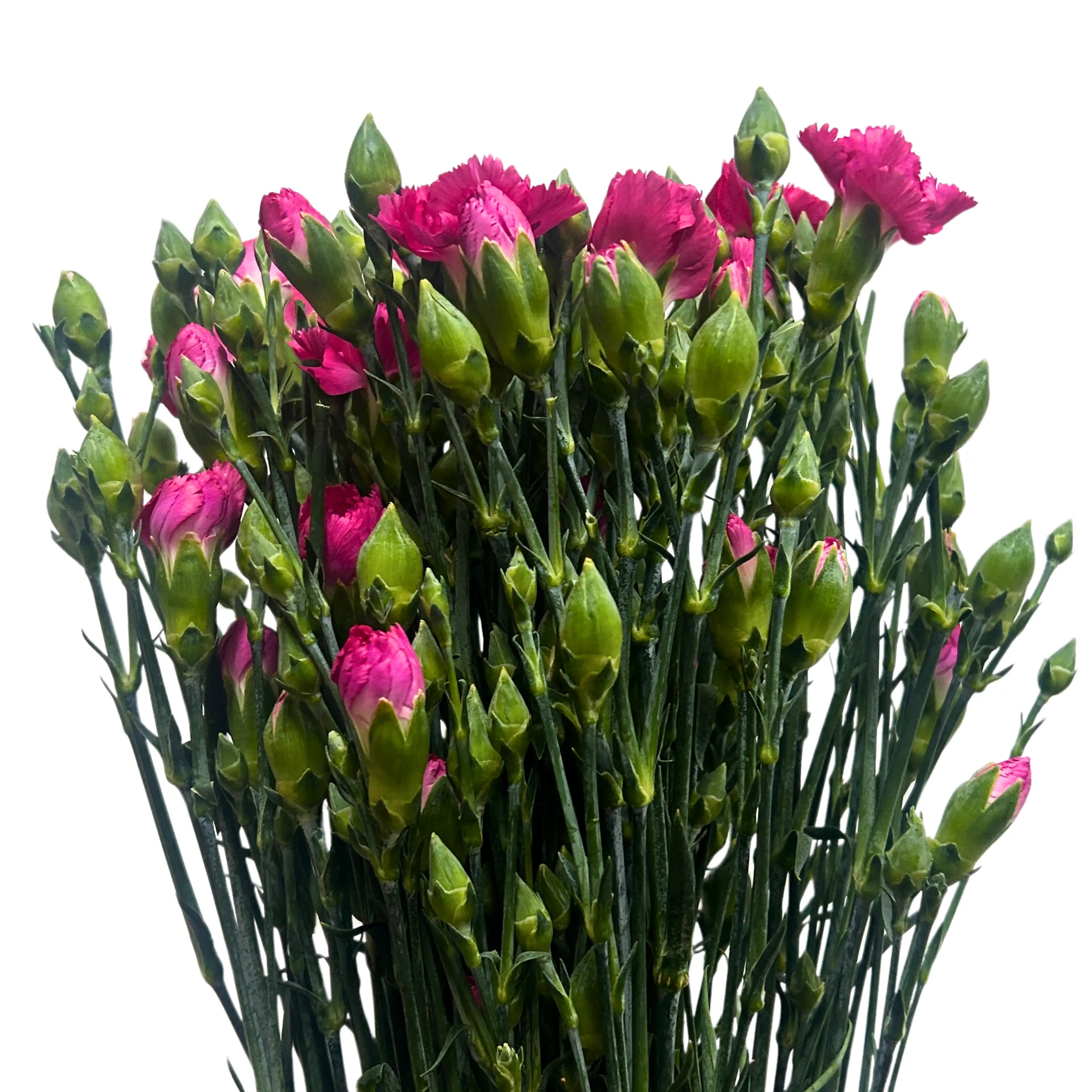 Carnation Spray Hot Cherry 20 Stems