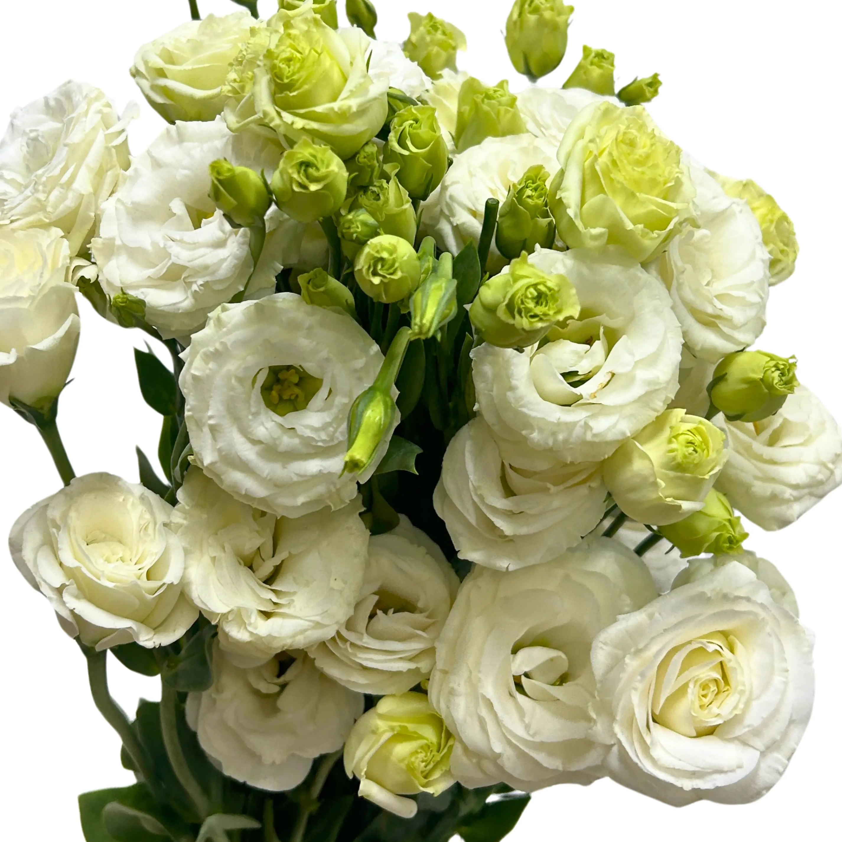 Eustoma White Bunch