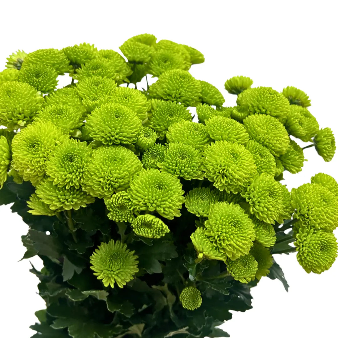 chrysanthemum pom pom