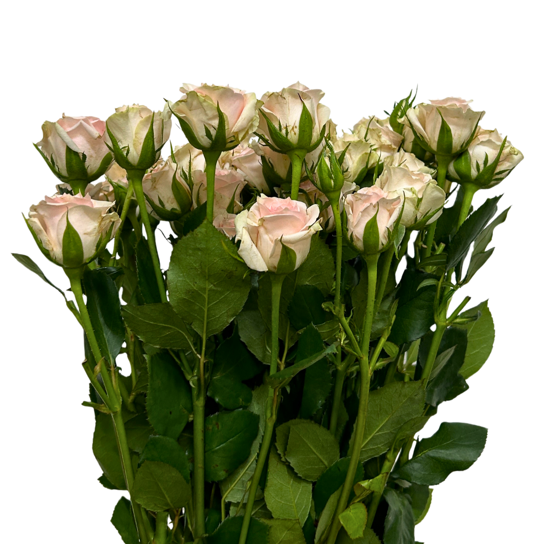 Rose Spray Light Pink Baby for Florists Malaysia – Wholesale Flower Supply