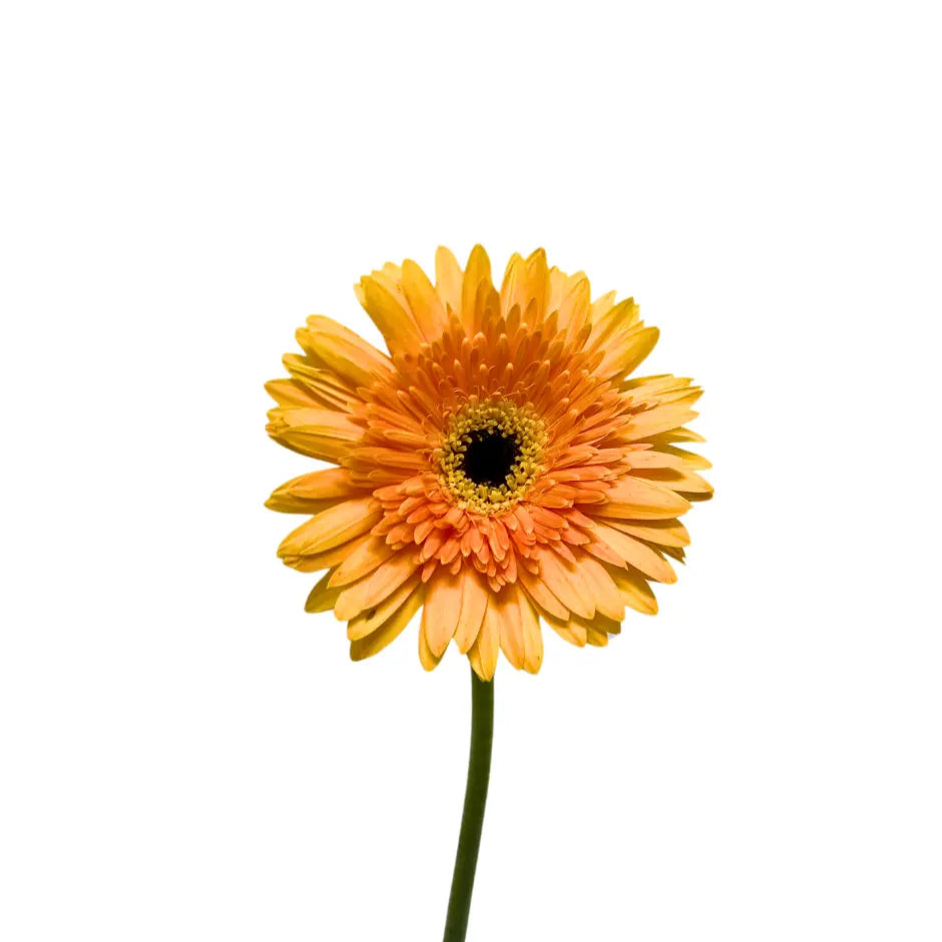 Gerbera Tone Orange 10 stems