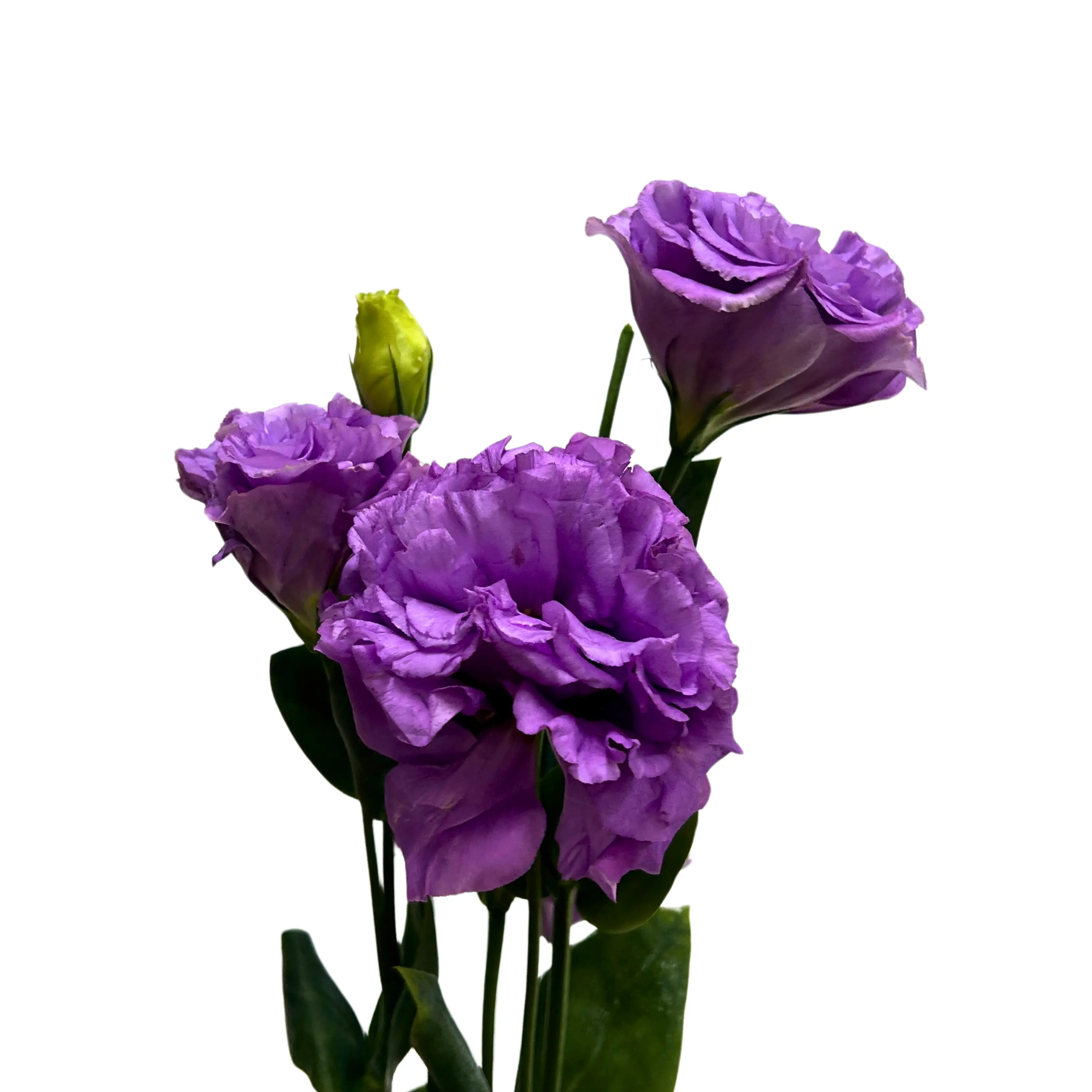Eustoma Wave Light Purple Bunch