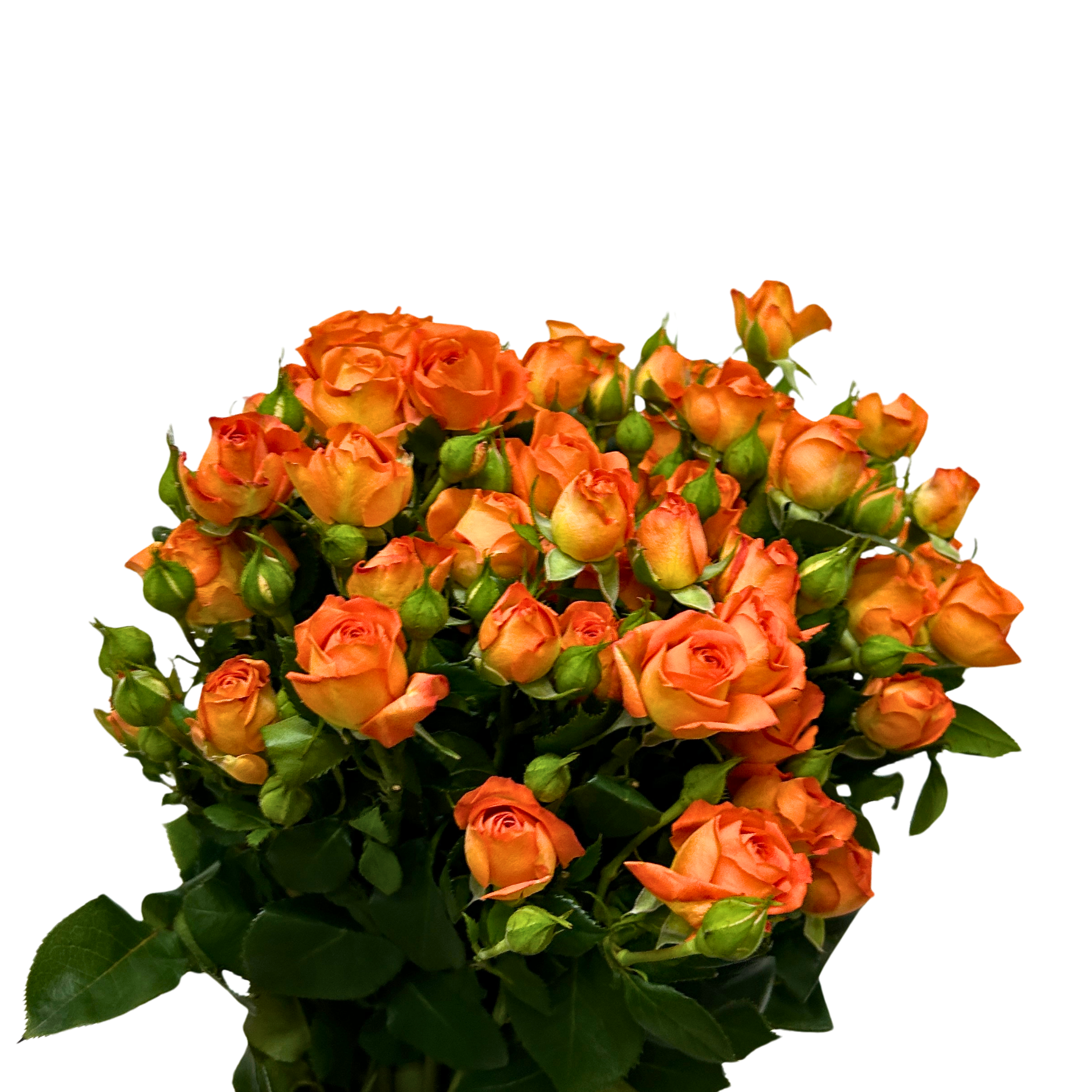 Fresh Rose Spray Orange Barbie Malaysia – Wholesale & Delivery