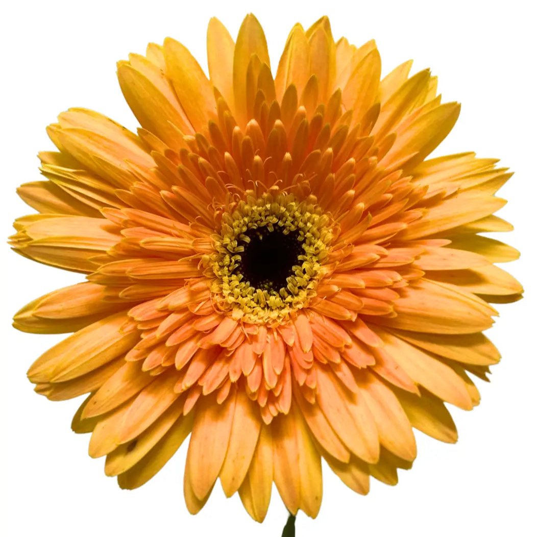 Gerbera Tone Orange 10 stems