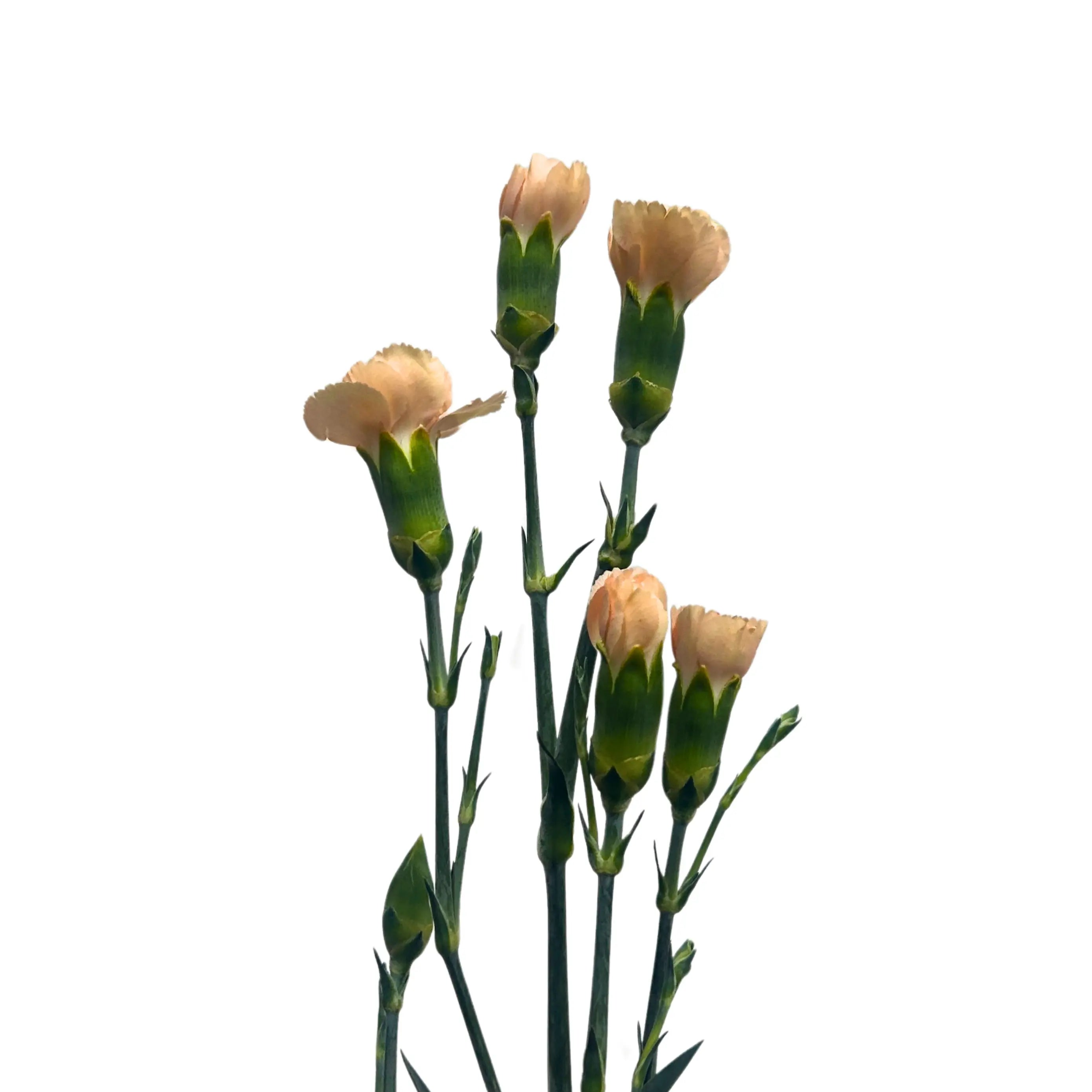 Carnation Spray Champagne 20 Stems