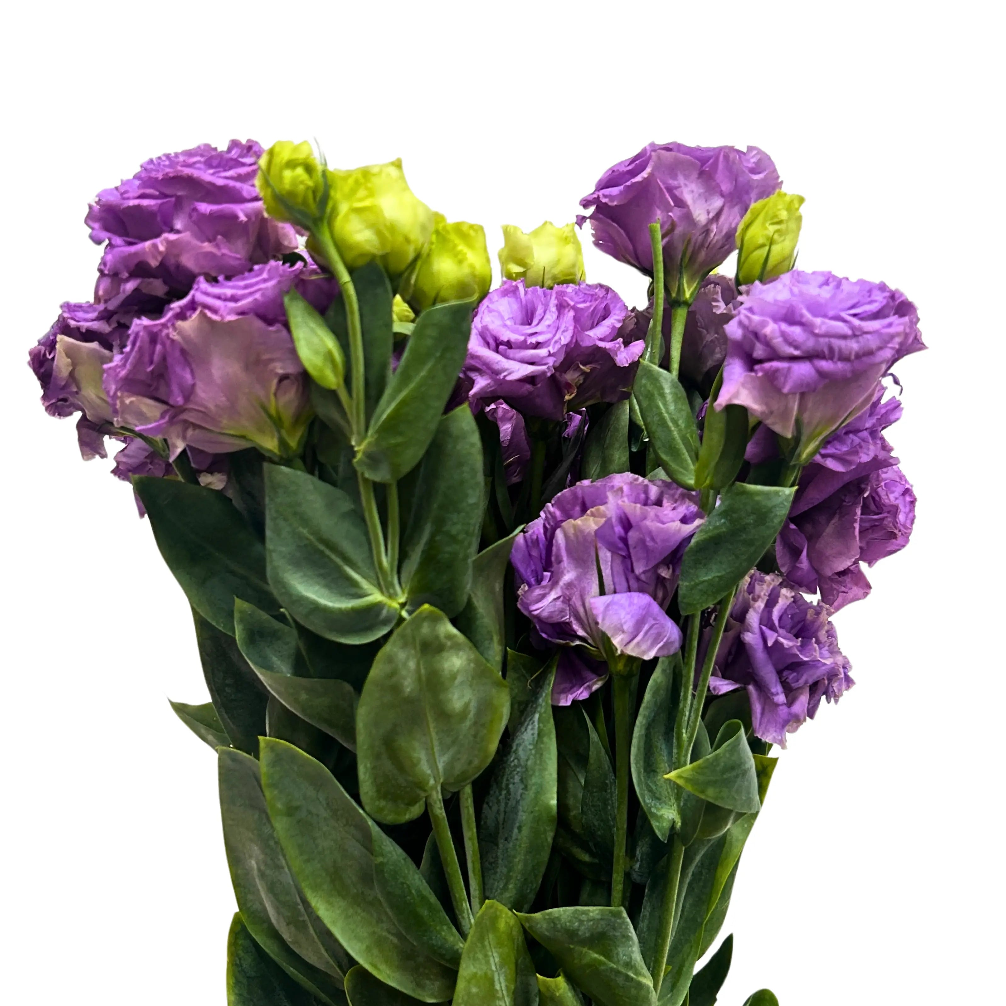 Eustoma Wave Light Purple Bunch