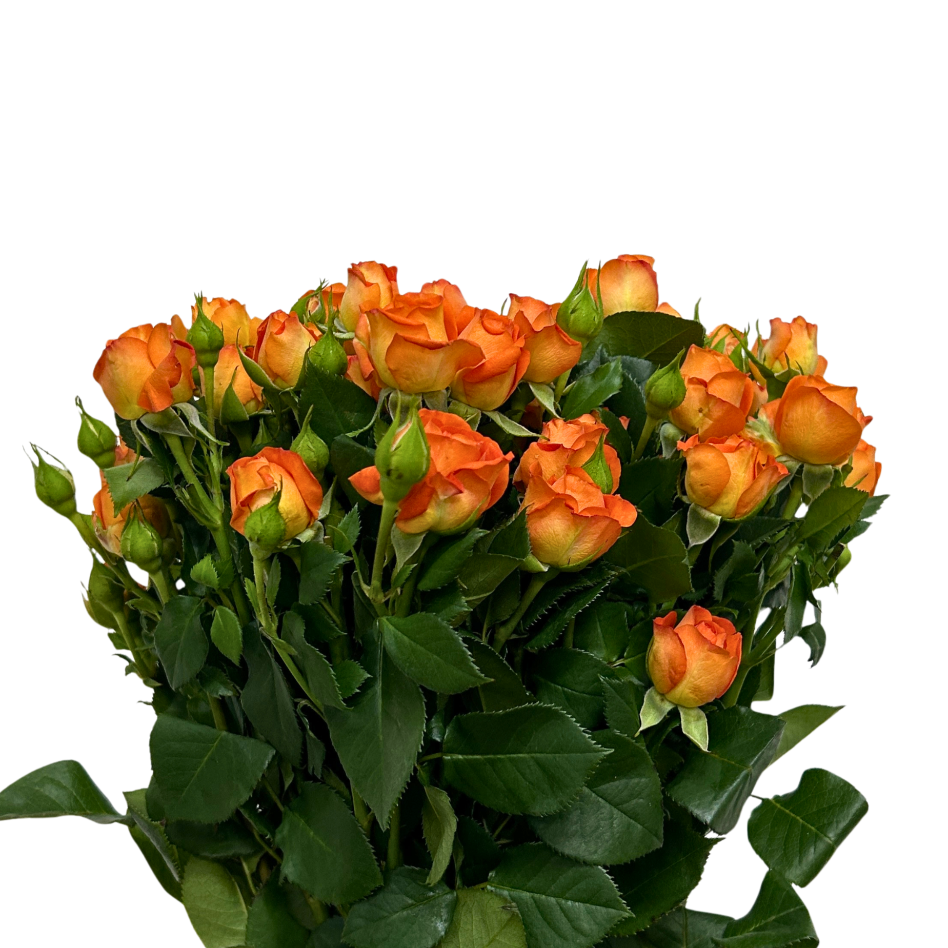 Buy Rose Spray Orange Barbie Online Malaysia – Fresh Cut Flowers
