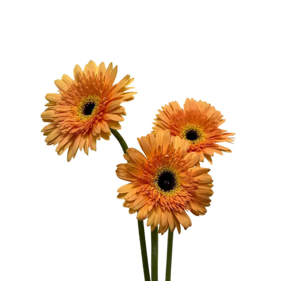 Gerbera Tone Orange 10 stems