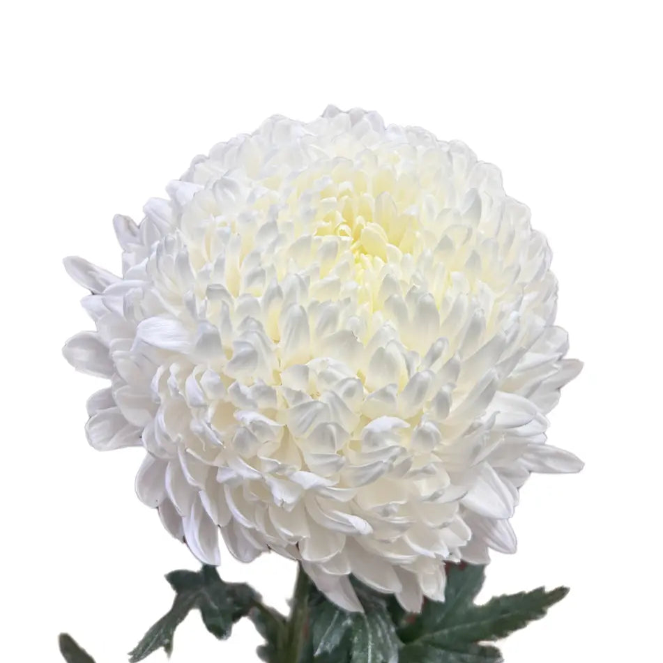 Incurve Taiwan Mum Paper Mum White 6 stems