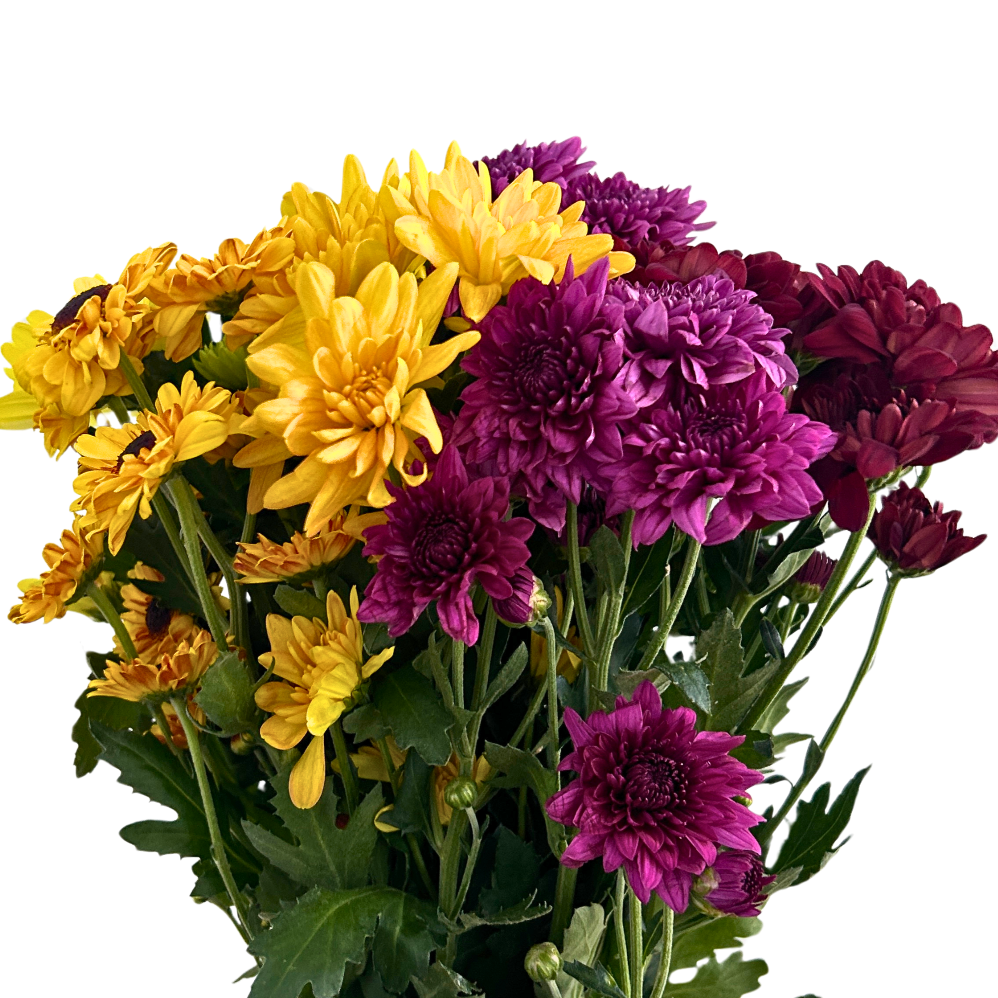 Fresh Chrysanthemum Pom Pom Assorted Malaysia – Wholesale & Delivery