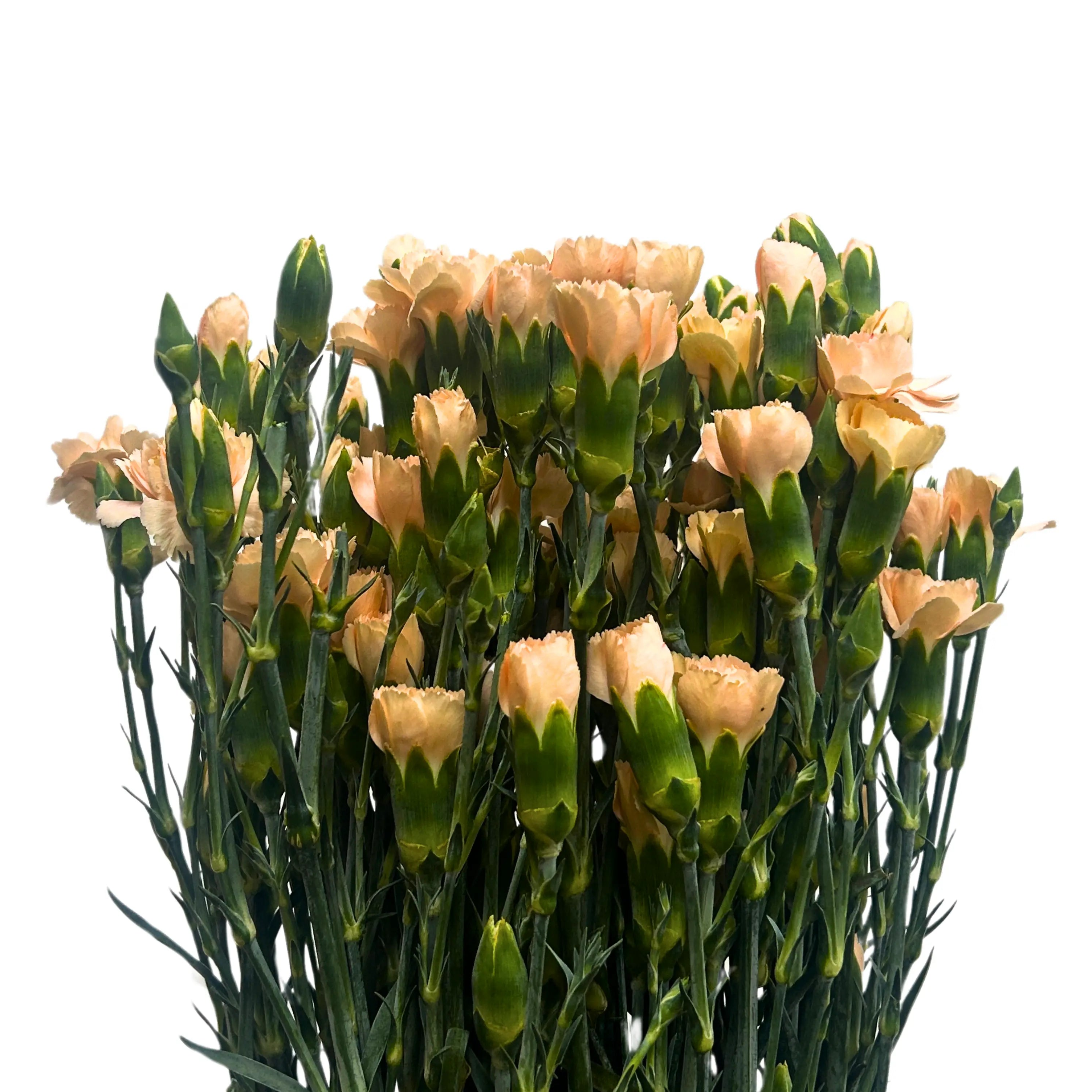 Carnation Spray Champagne 20 Stems