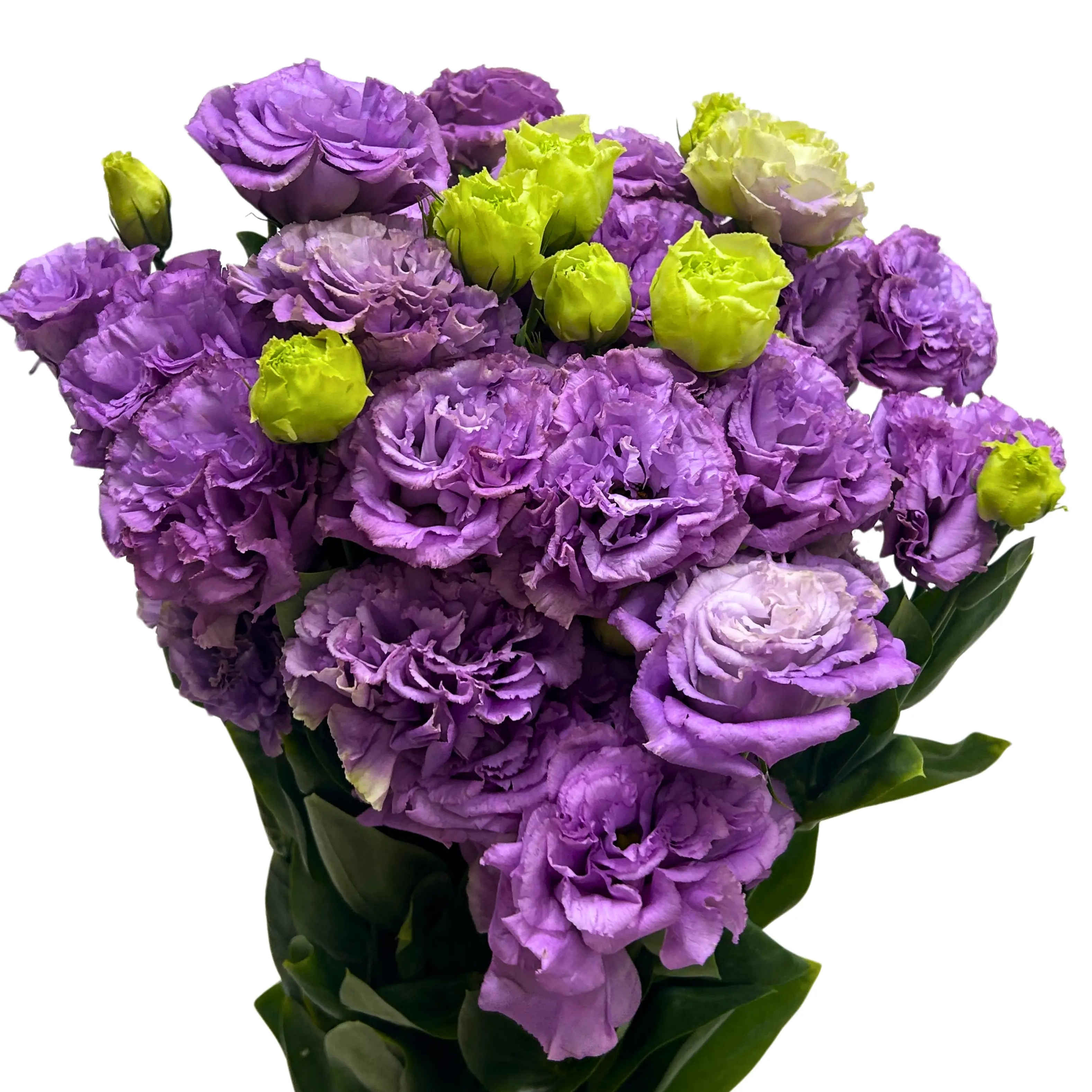 Eustoma Wave Light Purple Bunch