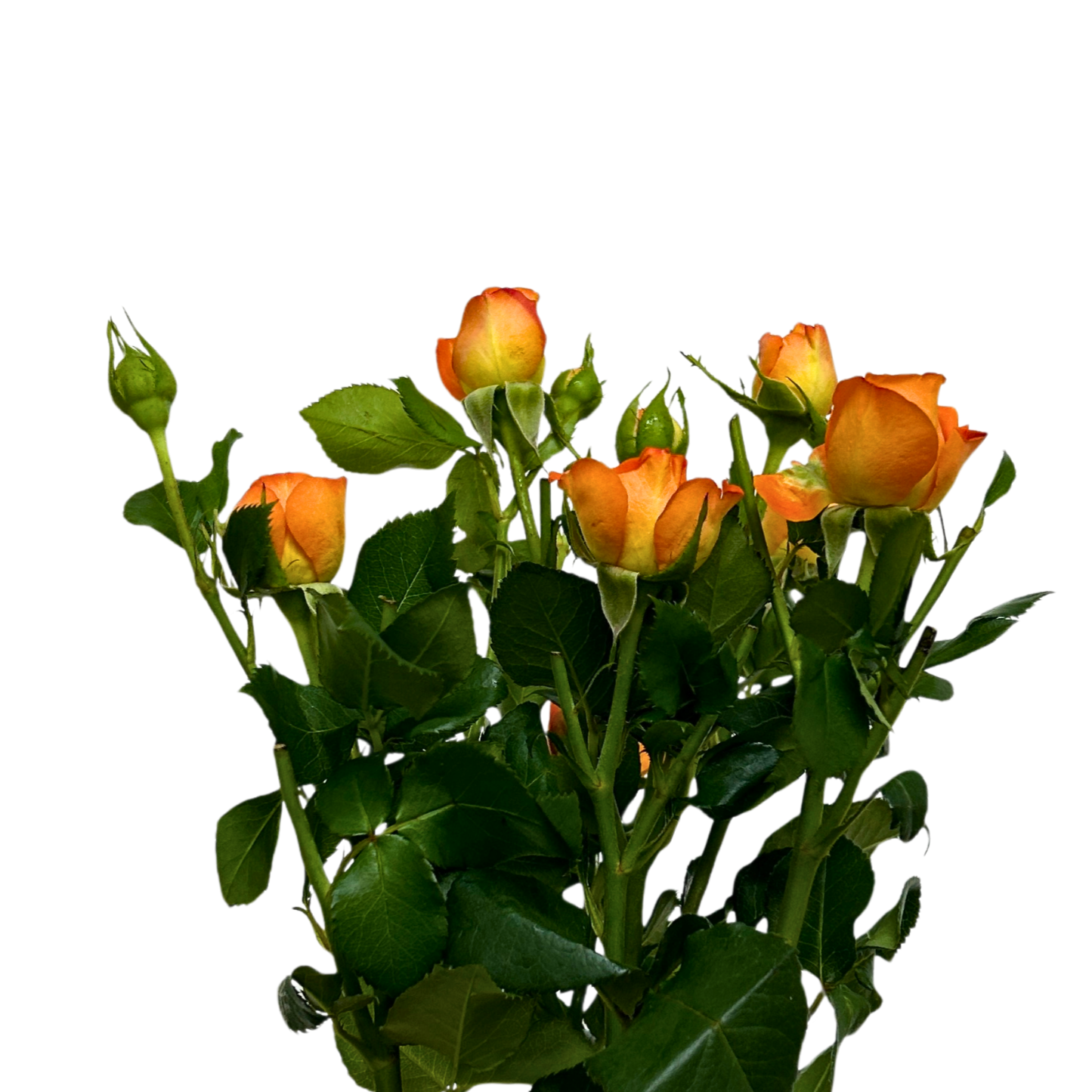 Rose Spray Orange Barbie for Florists Malaysia – Wholesale Flower Supply