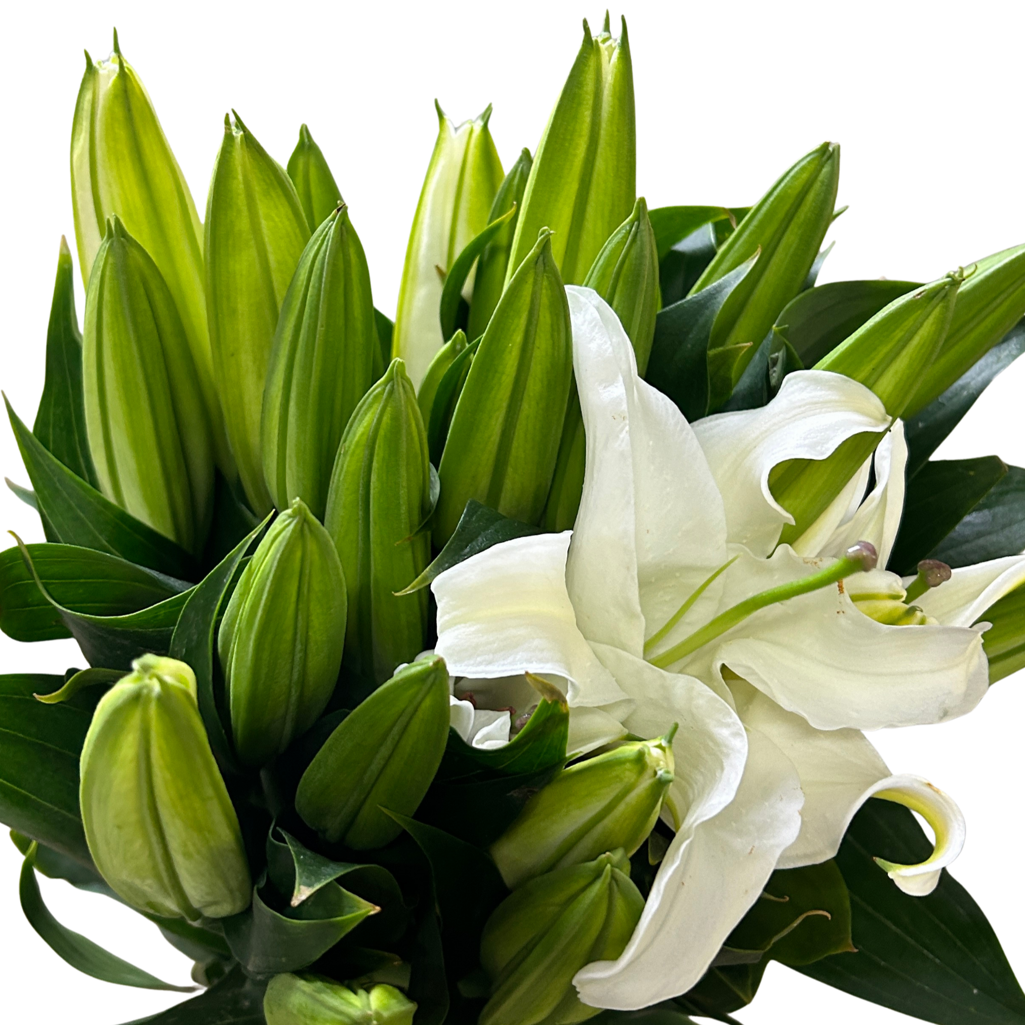 Fresh Lily Siberia (3) Malaysia – Wholesale & Delivery